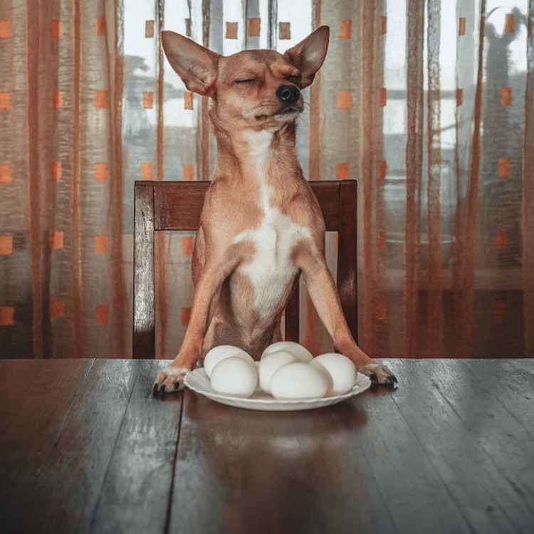 Cómo alimentar a un perro desnutrido