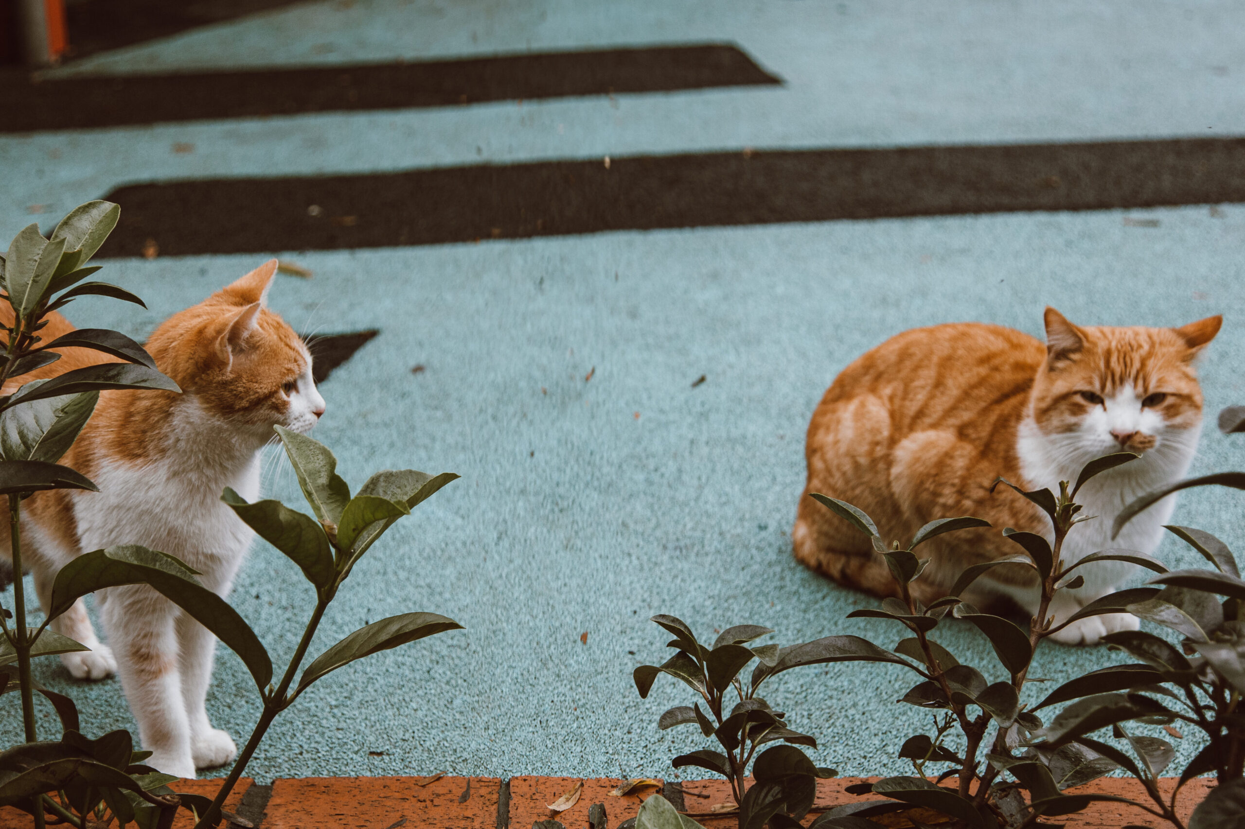 5 Juguetes para Gatos en 5 Minutos: ¡Diviértete con tu Felino Ahora!