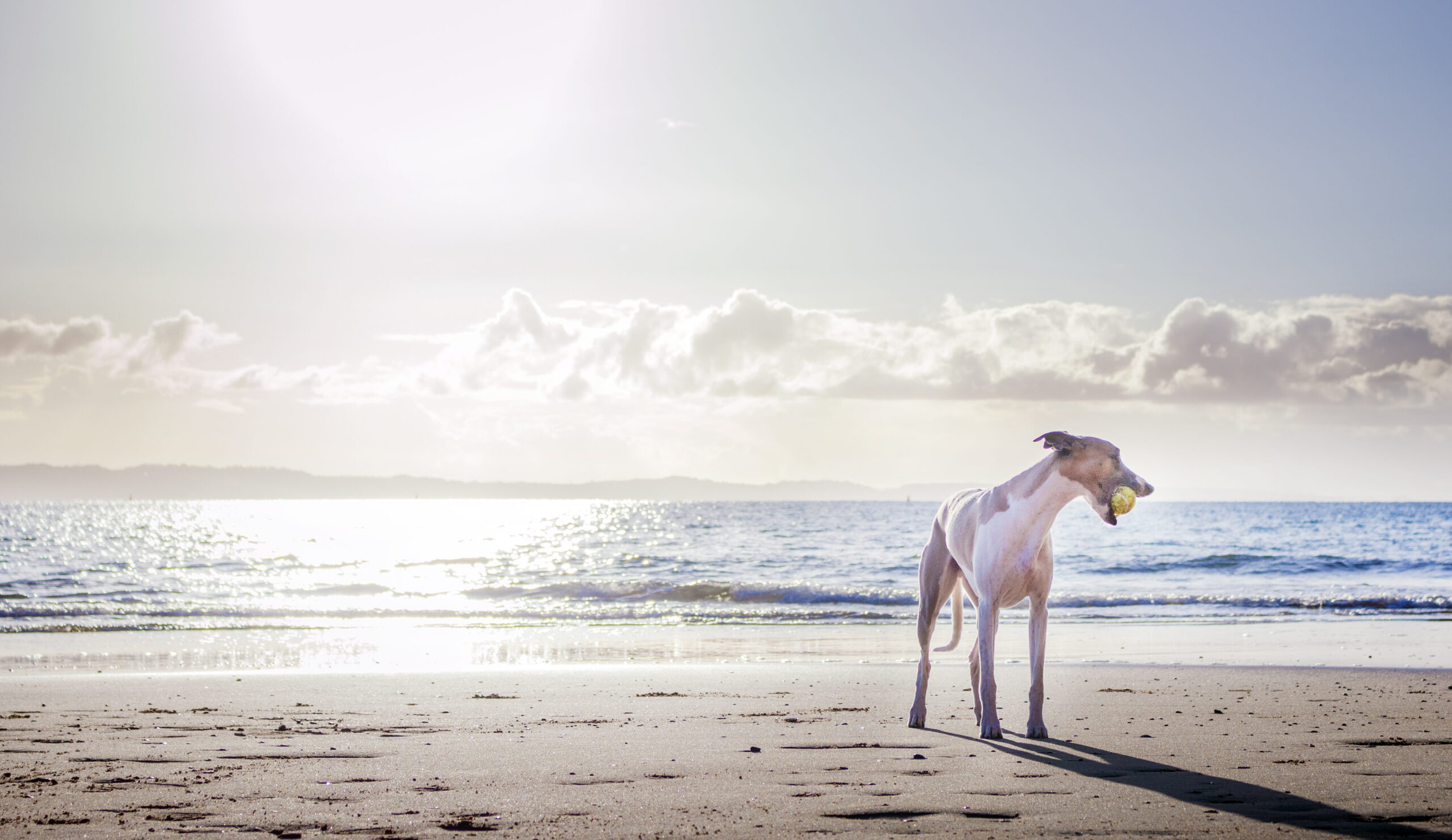 Barrera para Perros Flamingo Salud: ¡Protege a tu Mascota Ahora!
