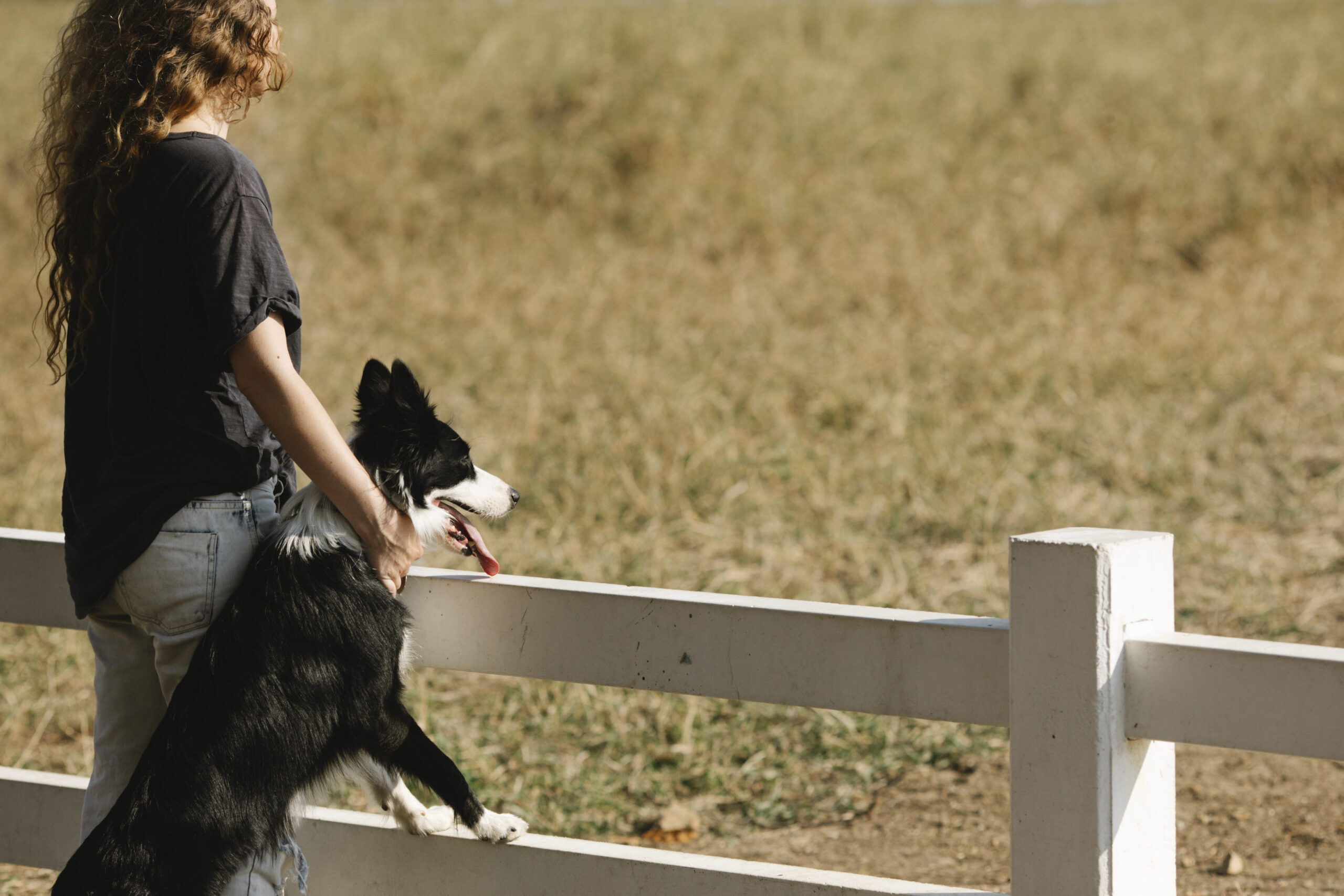 Barrera para perros Petco: La solución definitiva para tu mascota
