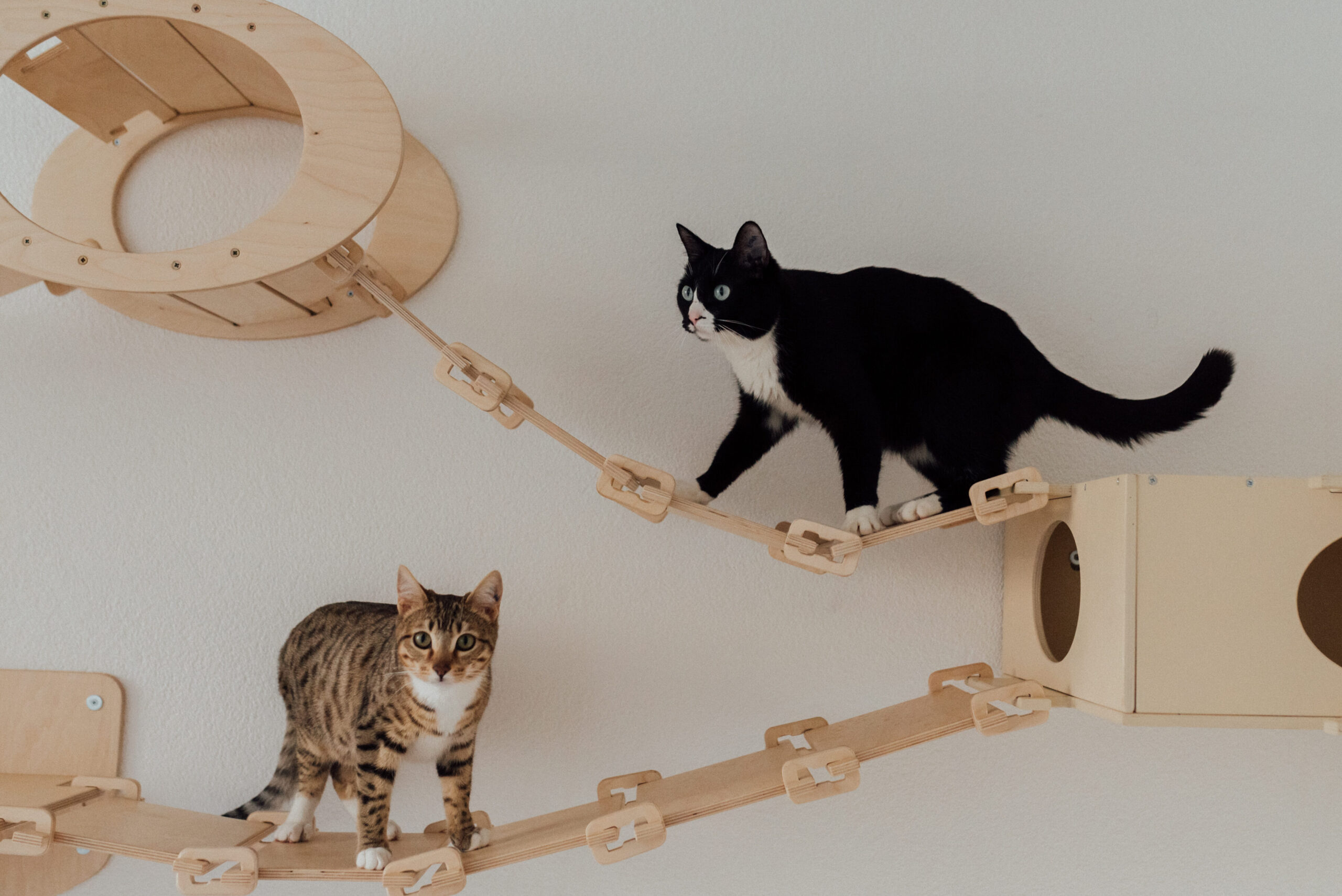 Juguete para gatos sisal: 5 opciones irresistibles