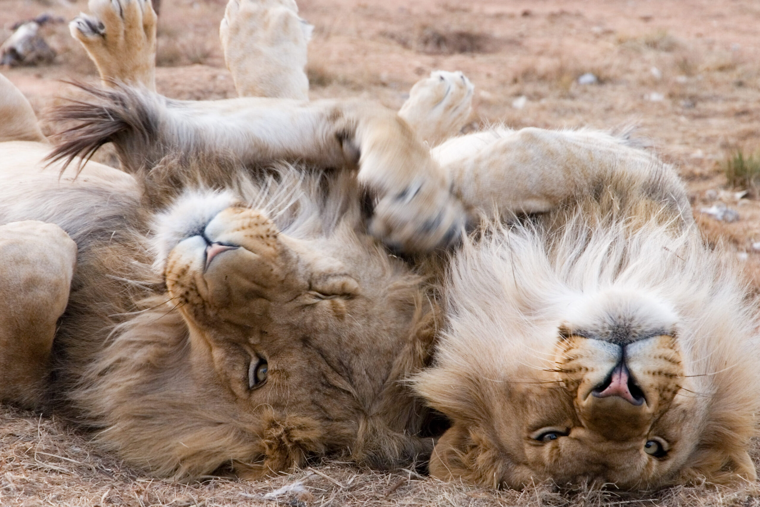 Juguetes para gatos al por mayor: ¡Aumenta ganancias y divierte a nuestros felinos!