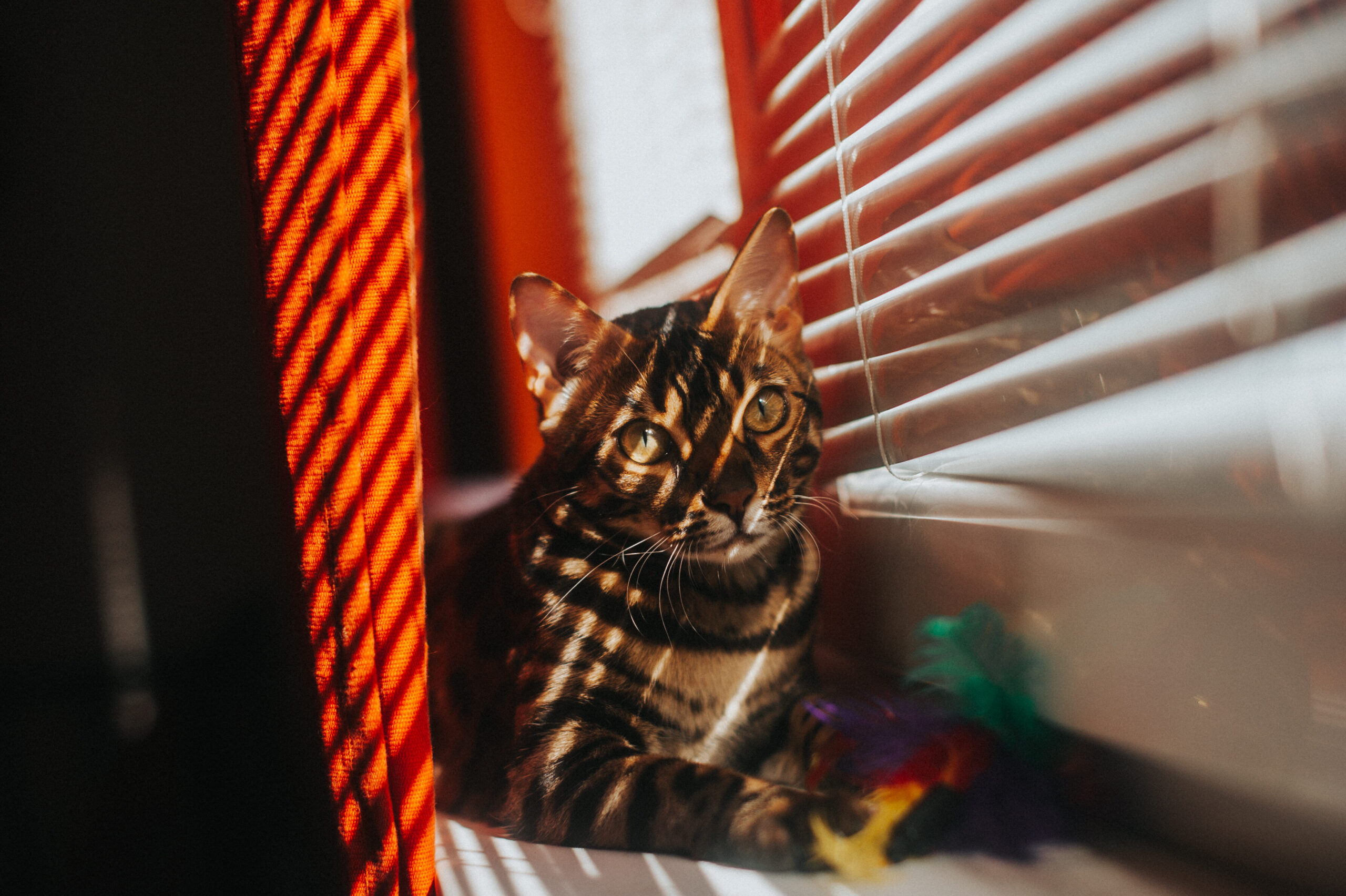 Juguetes para gatos AliExpress: calidad y precios irresistibles