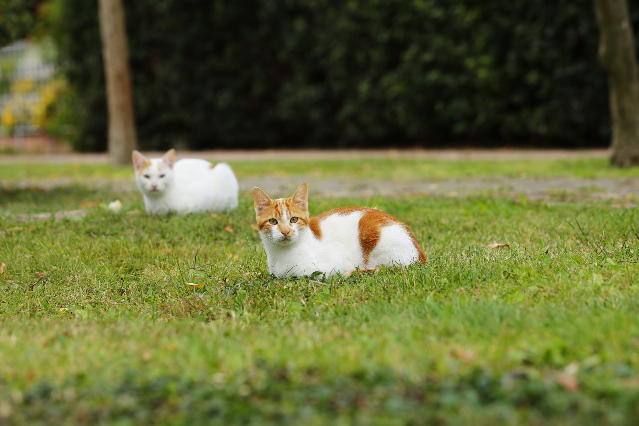 Juguetes para gatos con hierba gatera: Diviértete y cuida a tu felino