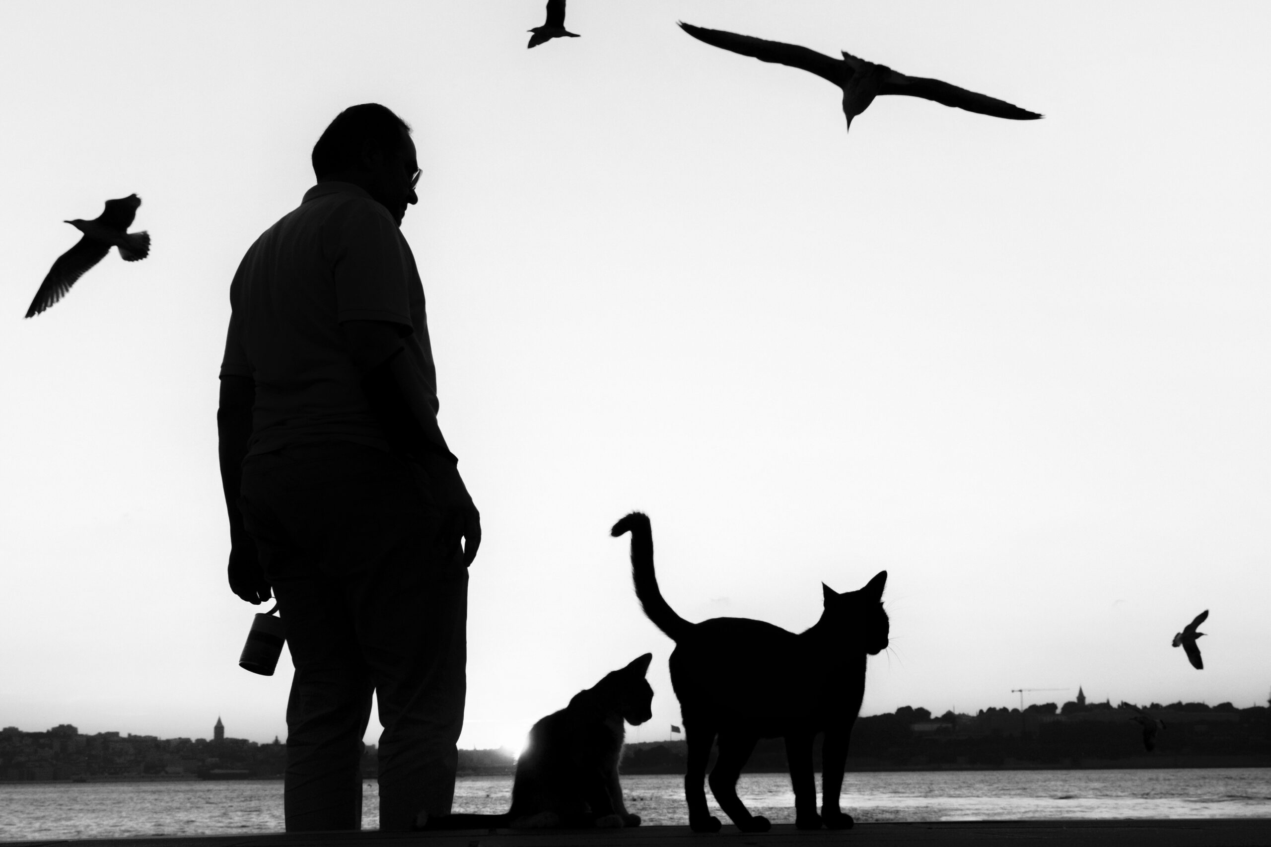 Juguetes para gatos en Argentina: ¡Diversión garantizada!