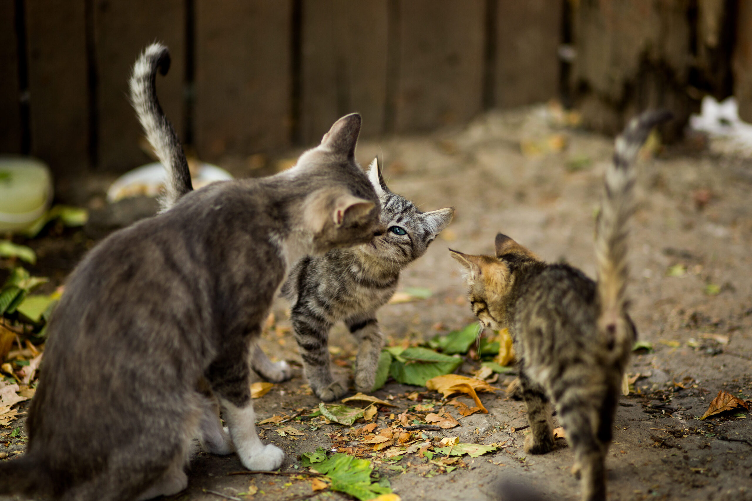 Juguetes para gatos tottus: mantén a tu felino feliz y entretenido