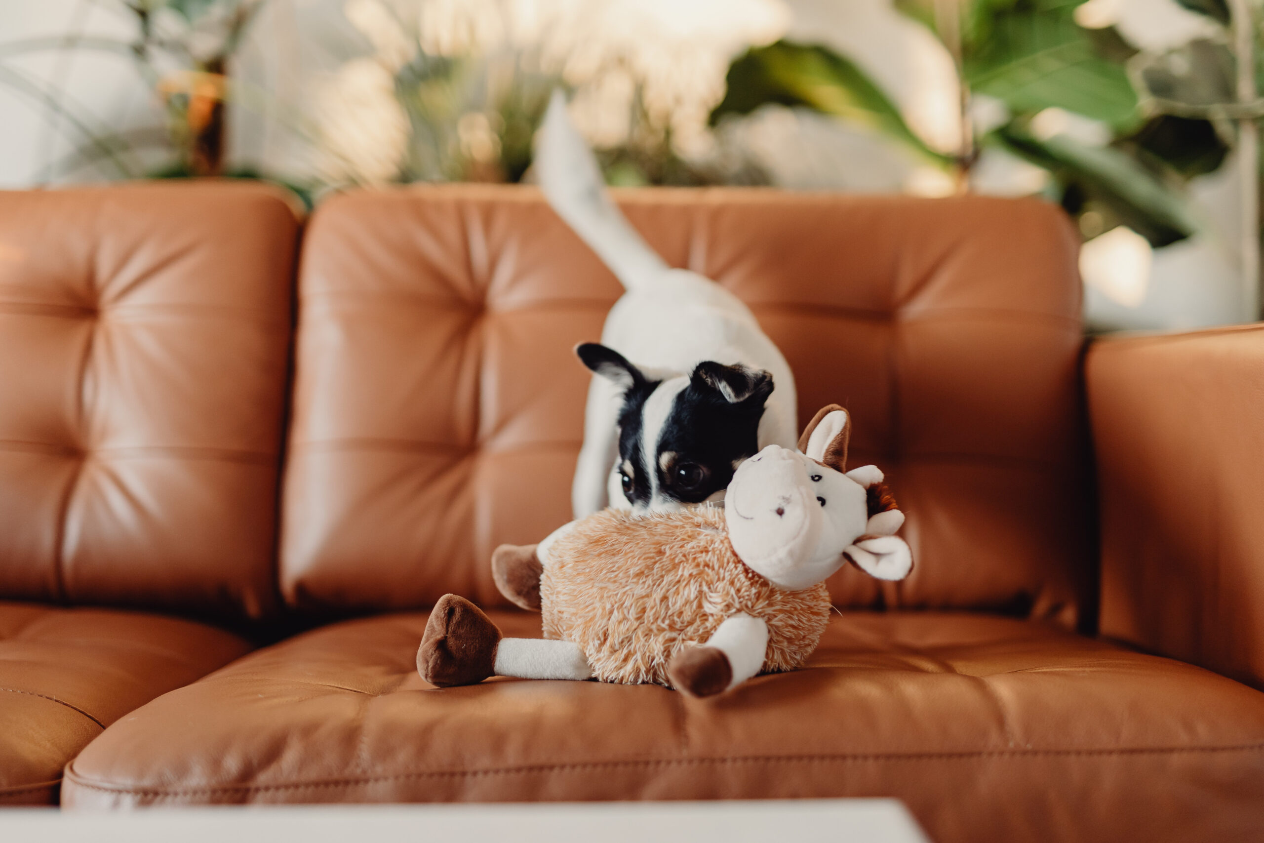 Juguetes para perros en Mercado Libre: Consiente a tu mascota con calidad