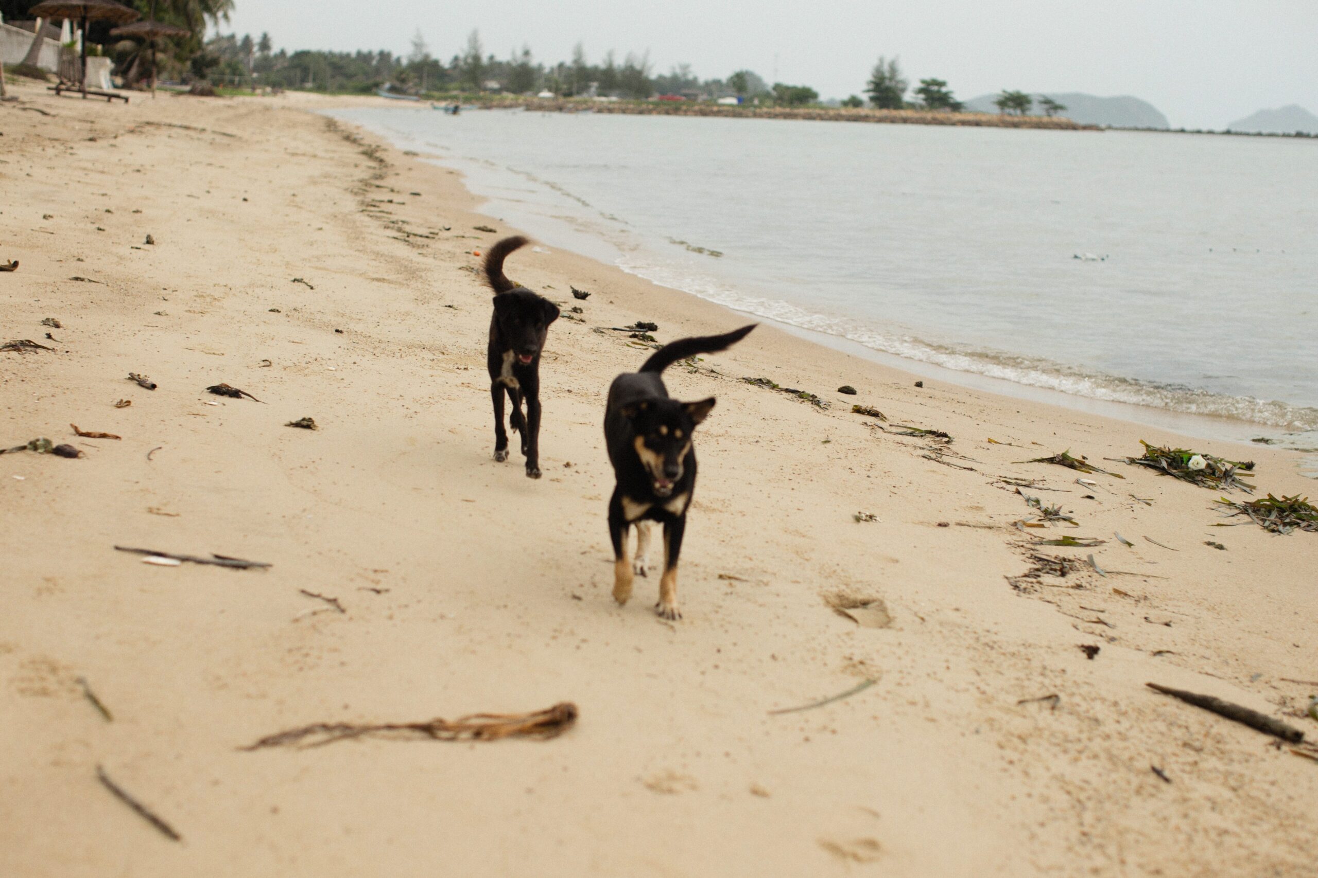 La Mejor Barrera para Perros en Costa Rica: ¡Protección Segura y Efectiva!