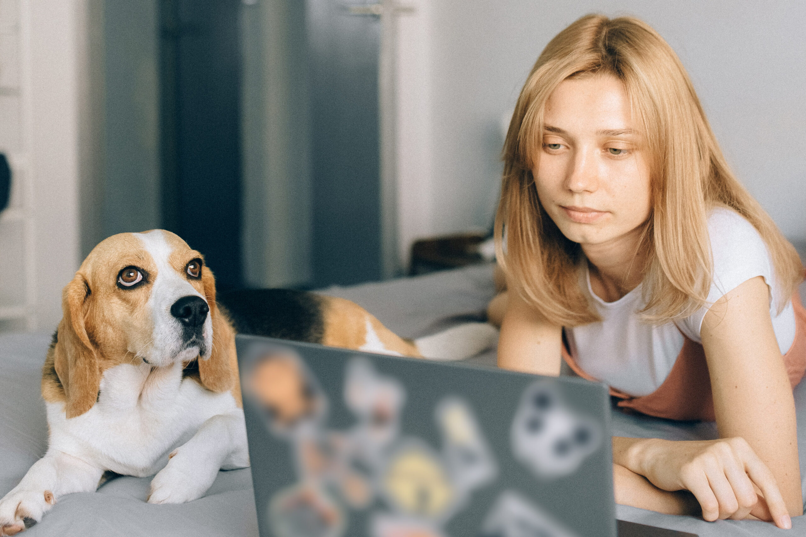 La Mejor Barrera para Perros: Protege a tu Mascota con Calidad