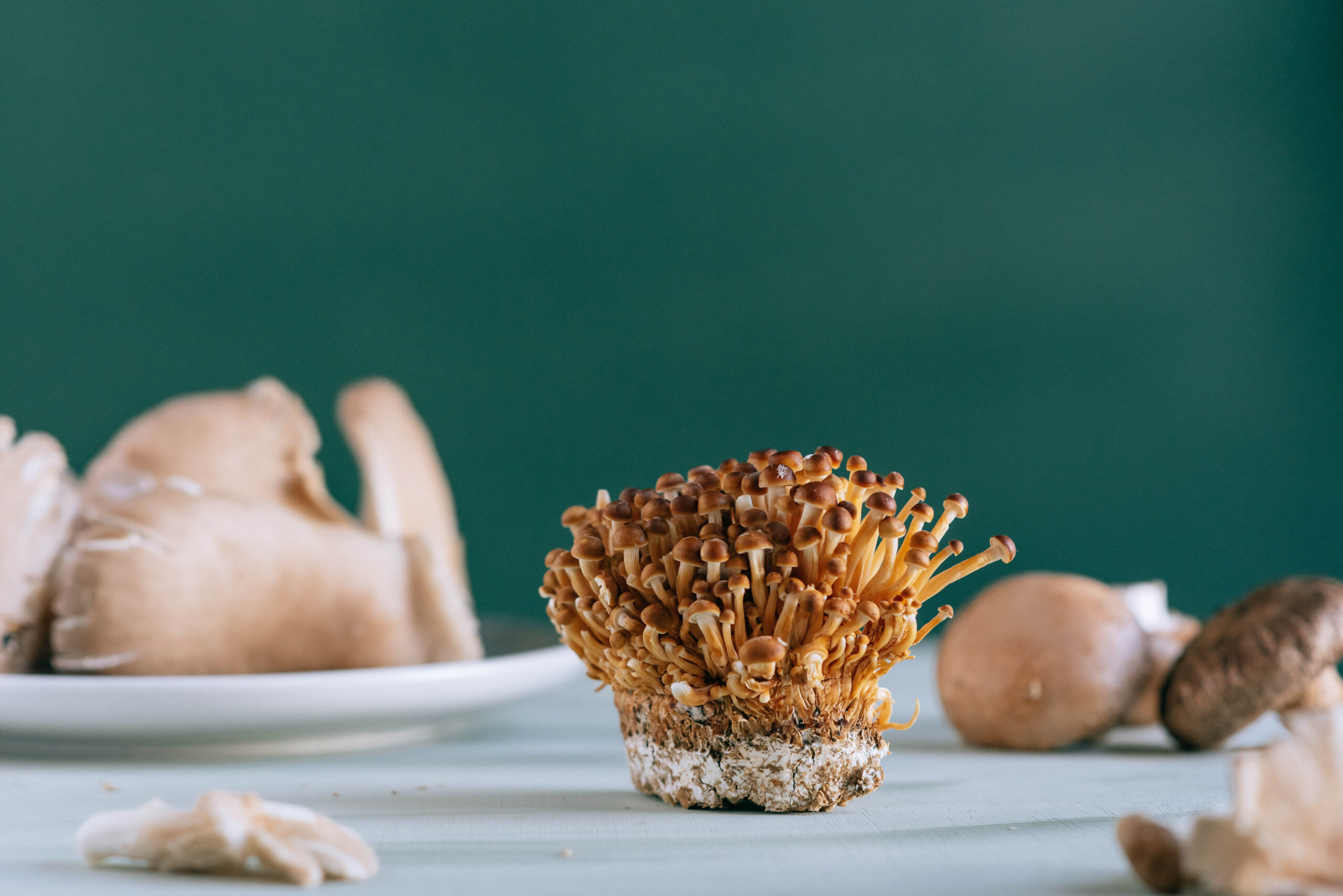 Licuadora portátil: Todo sobre este gadget de cocina