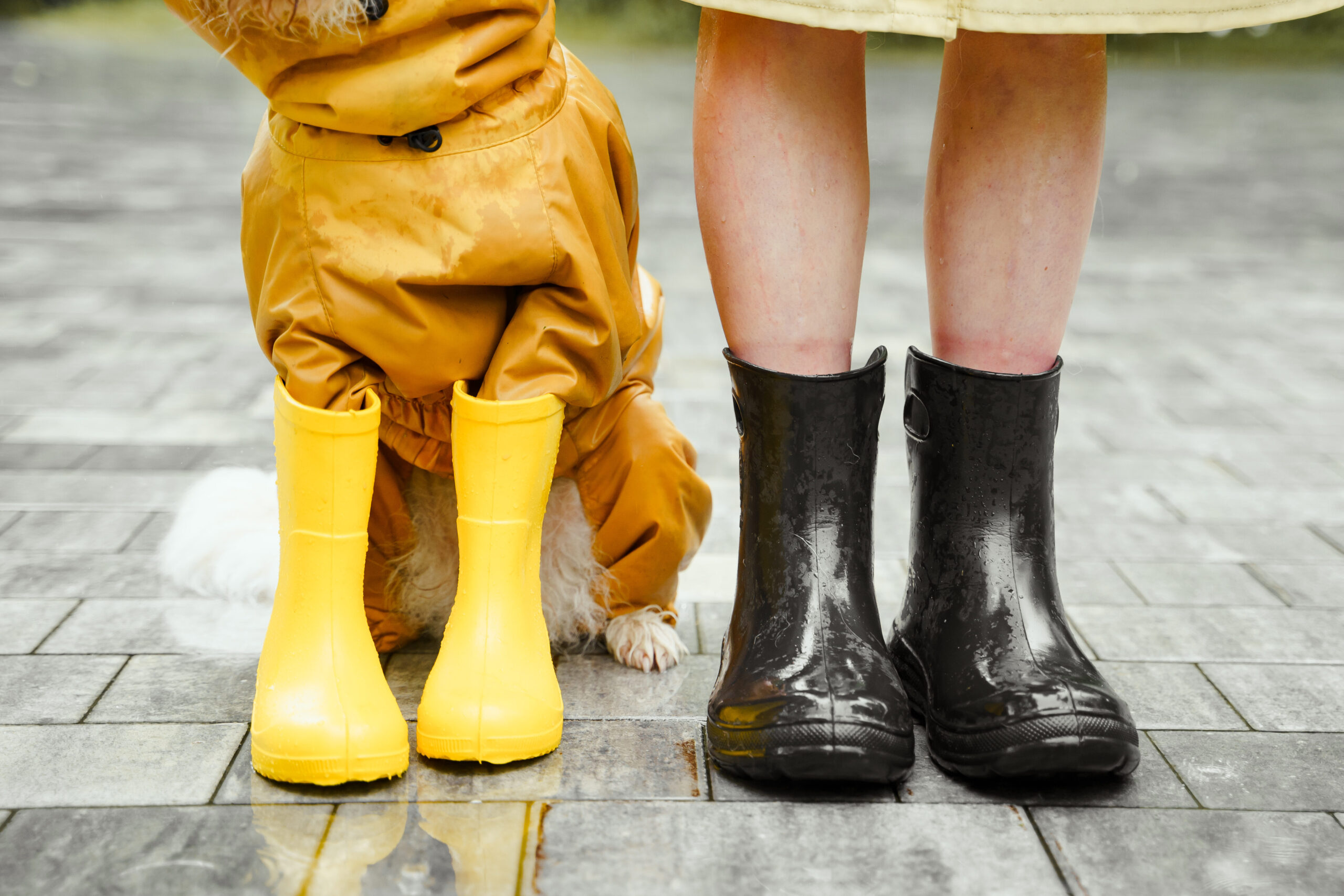 Limpiador de Patas para Perros en Amazon: ¡Patas Impecables al Instante!