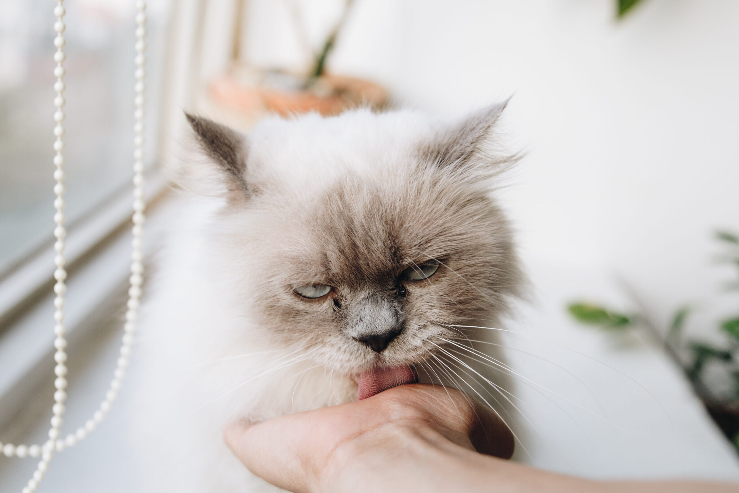 Los 10 mejores juguetes para gatos con plumas: divierte y alegra a tu felino