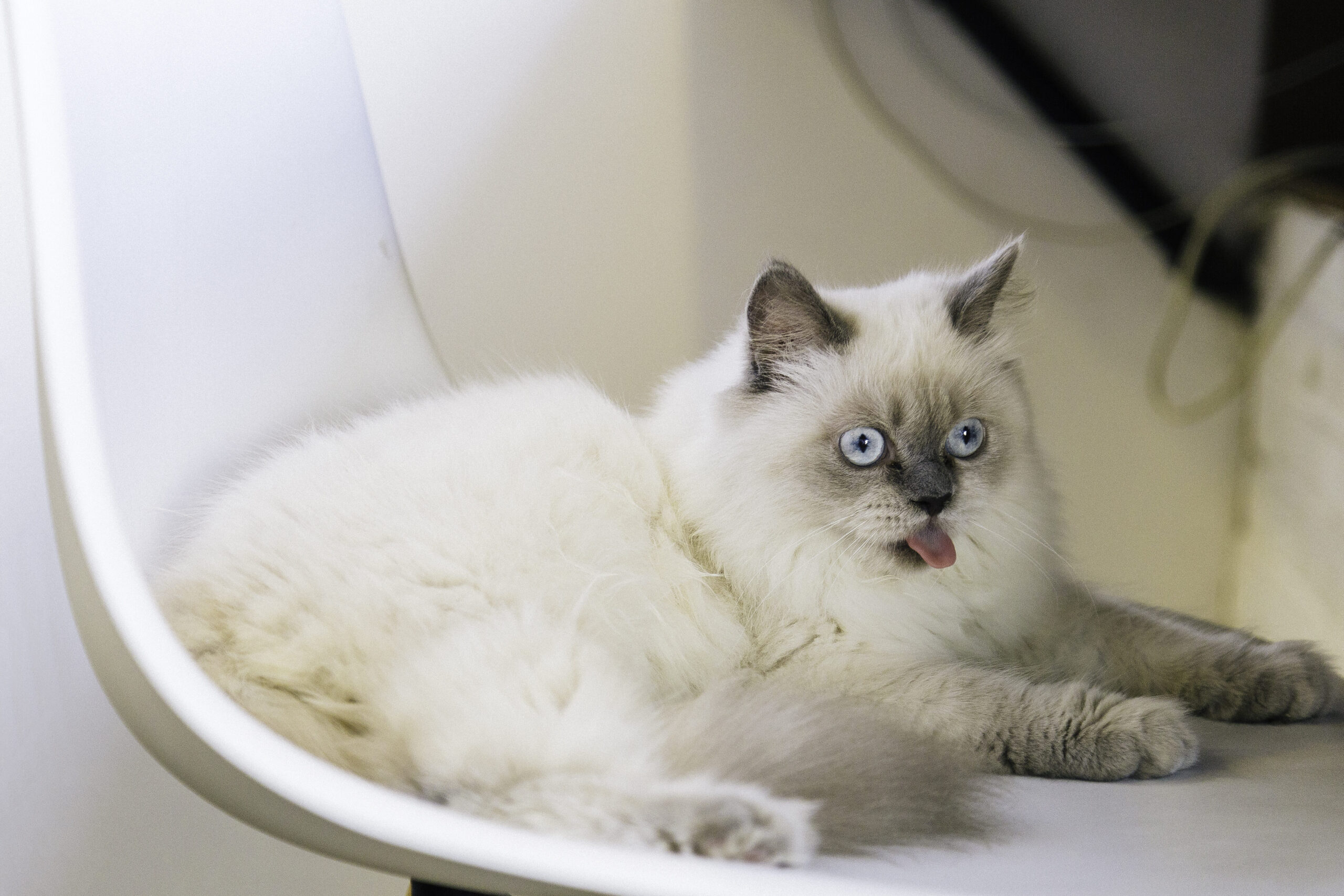 Los 10 mejores juguetes para gatos de juegos: diviértete con tu felino