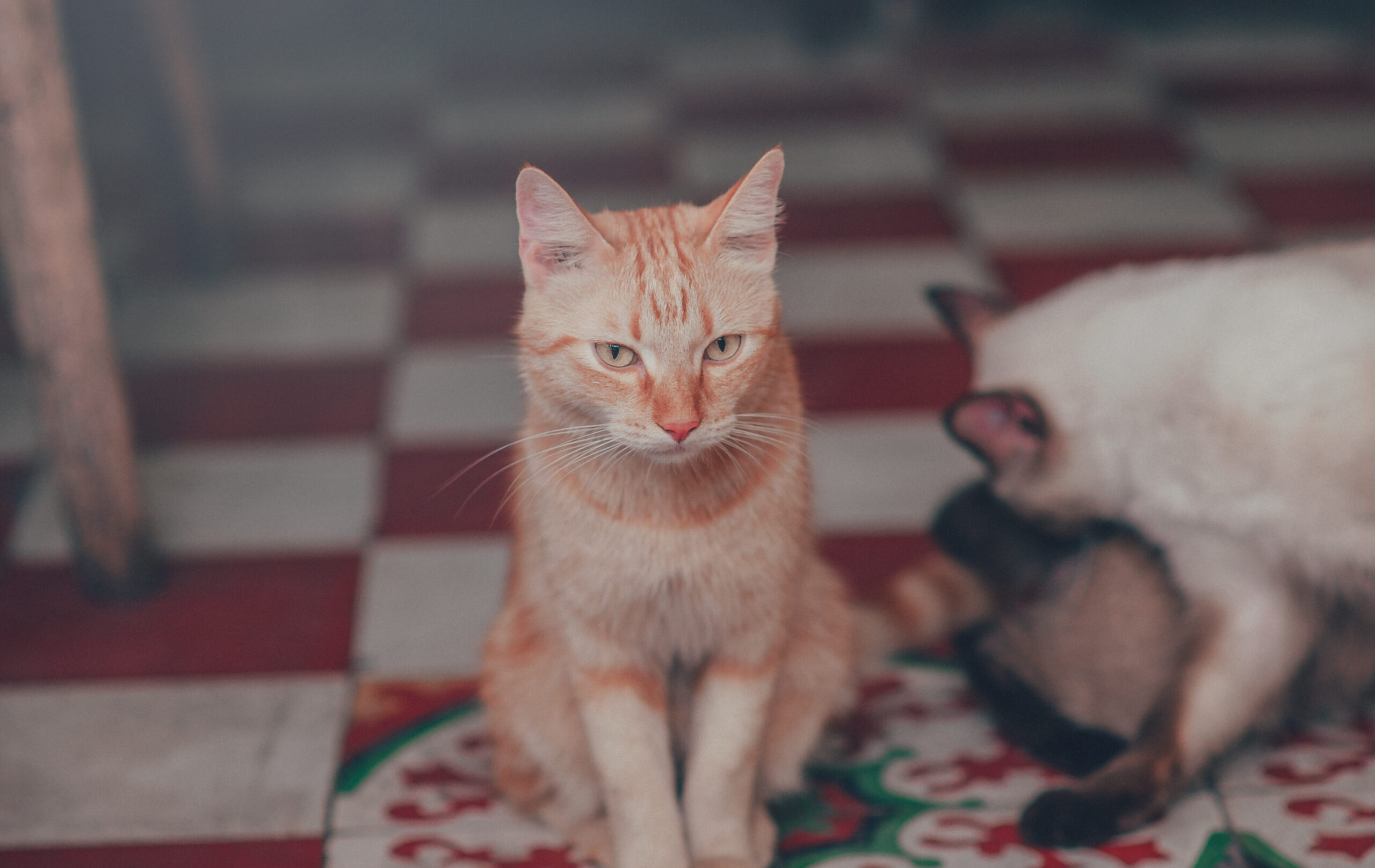 Los 10 mejores juguetes para gatos en Heredia: ¡mantén a tu felino feliz!