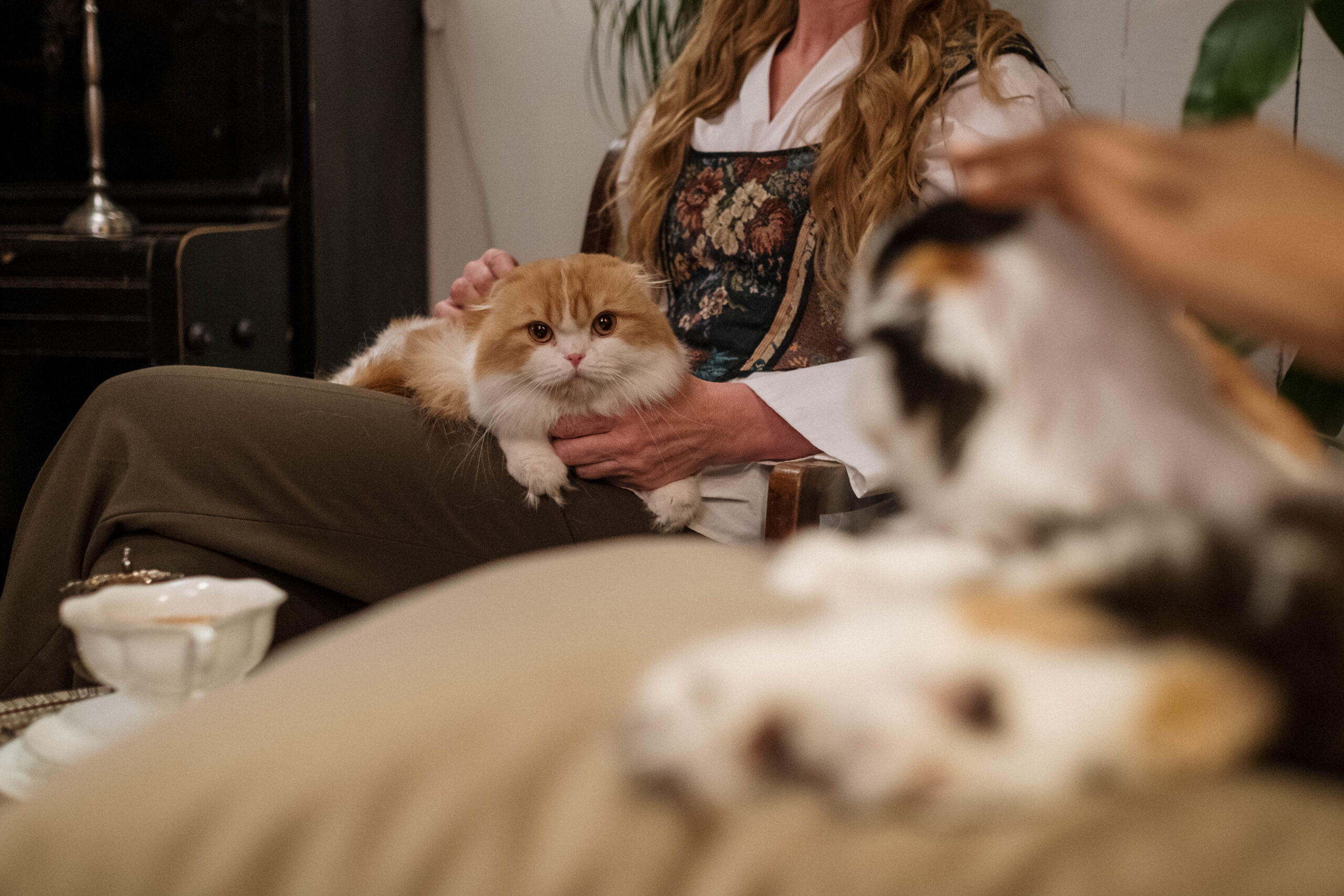 Los 10 mejores juguetes para gatos en Neiva: divierte y estimula a tu felino podría convertirse en Los mejores