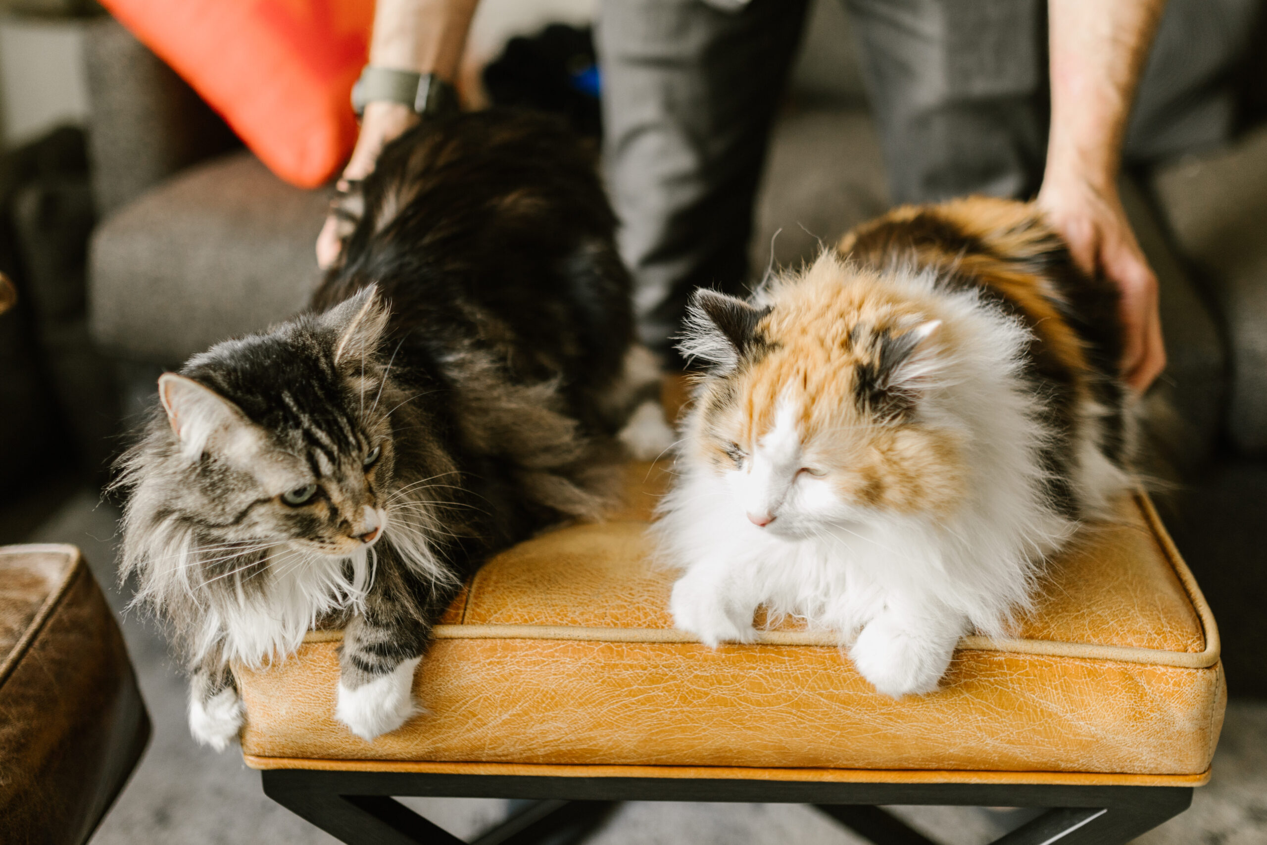 Los 10 mejores juguetes para gatos en Wish: ¡Diviértete con tu felino!