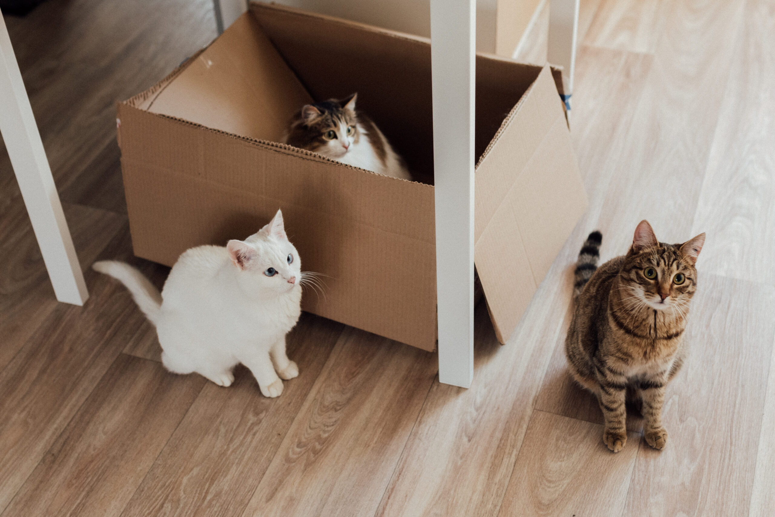Los 10 mejores juguetes para gatos inteligentes: ¡Diviértete con tu felino!