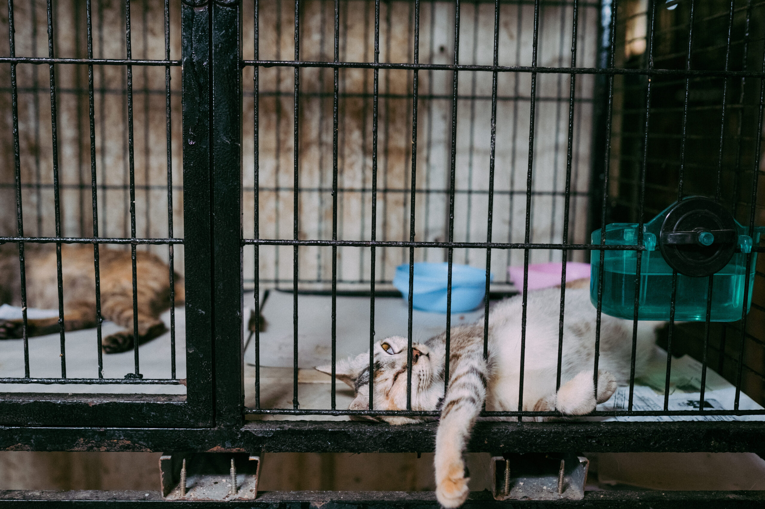Los 10 mejores juguetes para gatos jumbo: ¡diviértete con tu mascota!