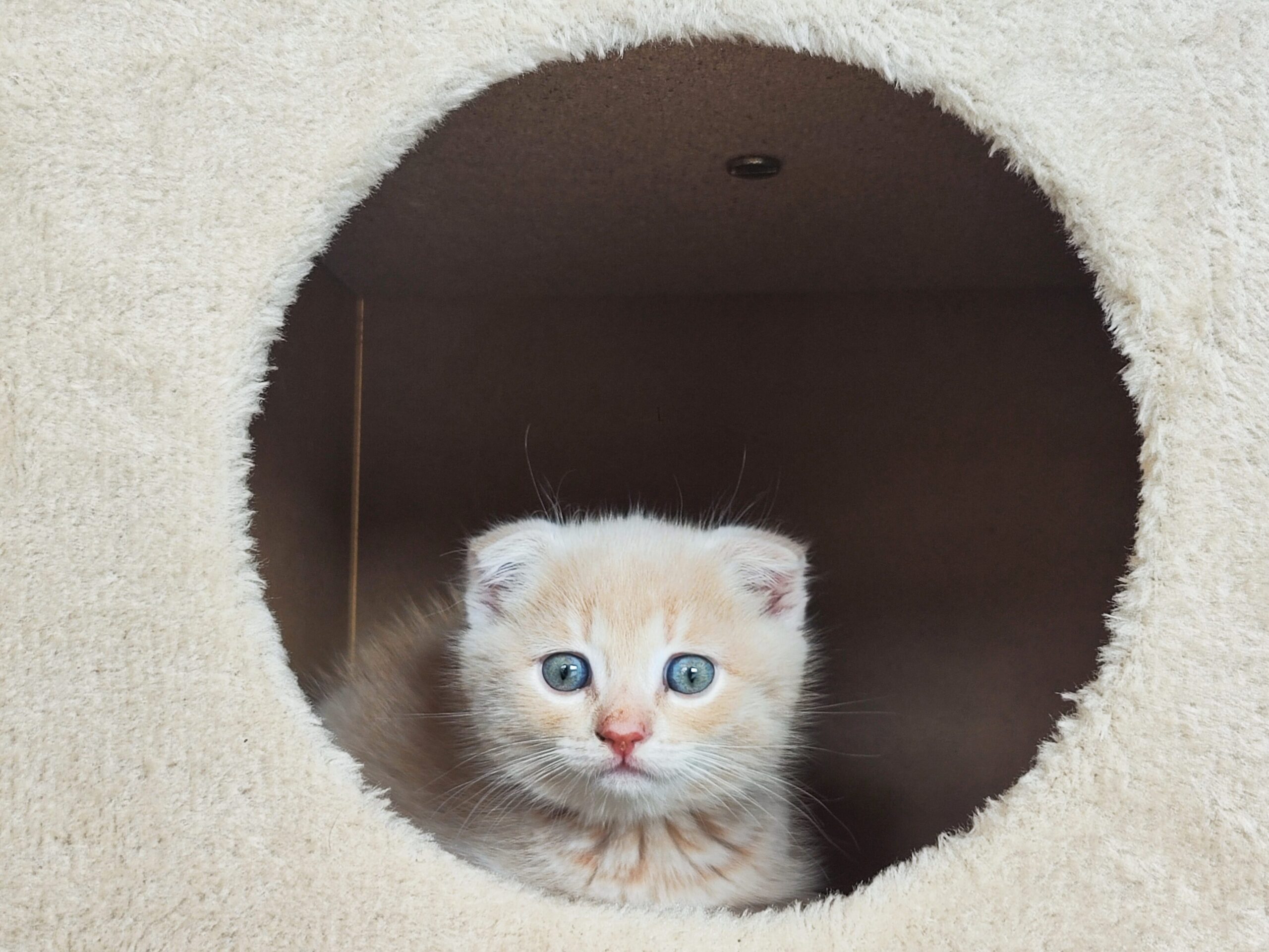 Los 10 mejores juguetes para gatos: morder y entretenerse