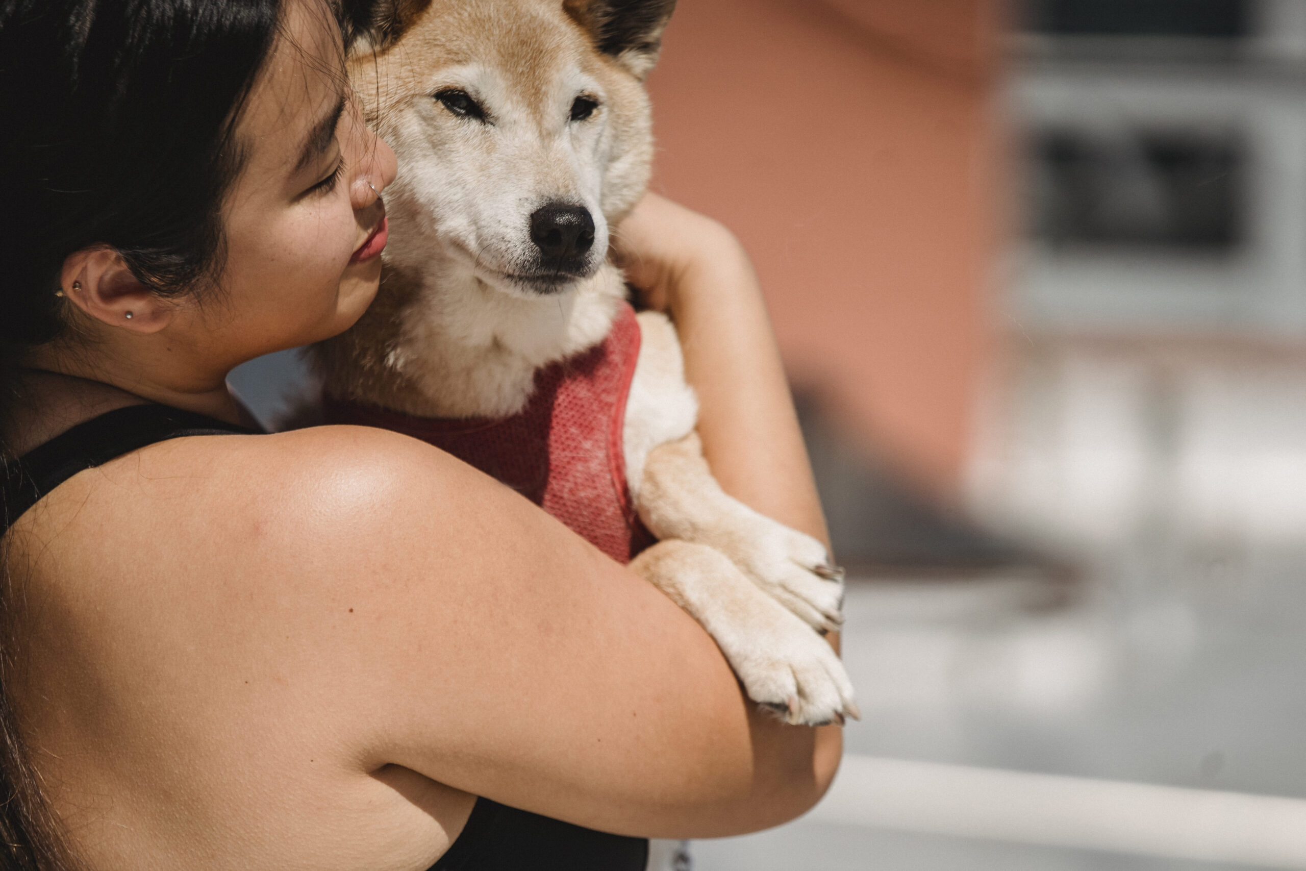 Los 10 mejores perros de juguete de pelo largo: ¡Consiente a tu mascota!