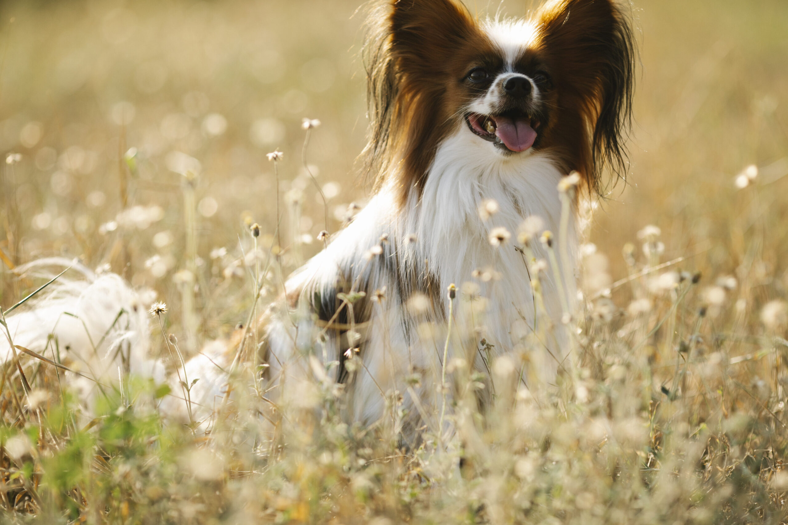 Los 10 mejores perros de juguete Fur Real: diversión garantizada