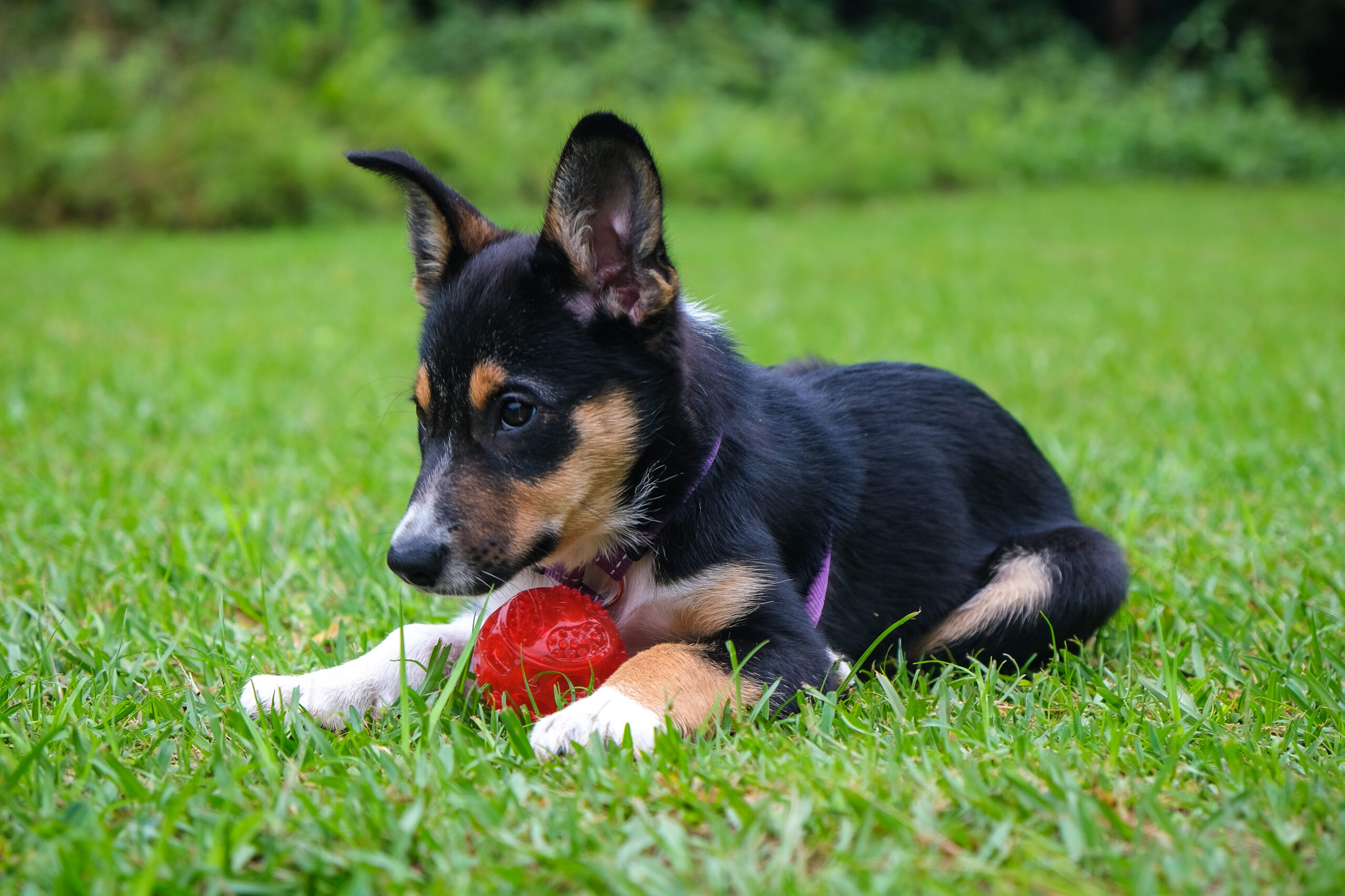 Los 10 mejores perros de juguete para mascota ¡Diviértete al máximo!