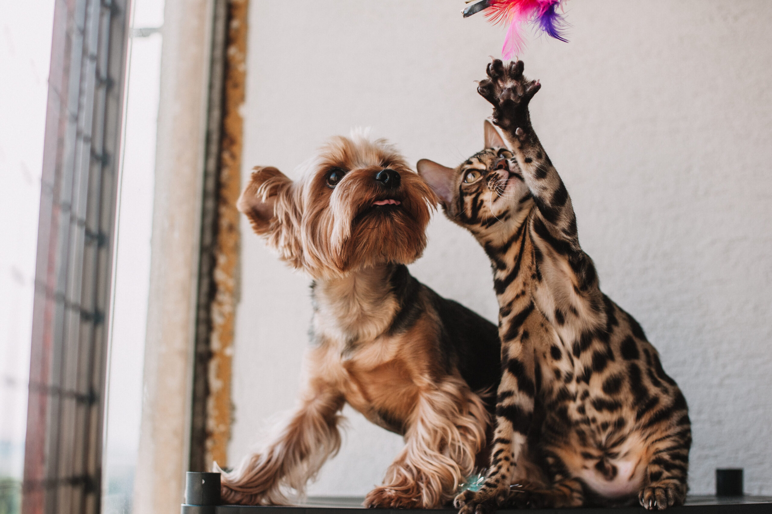 Los 5 mejores juguetes para gatos grandes y felices