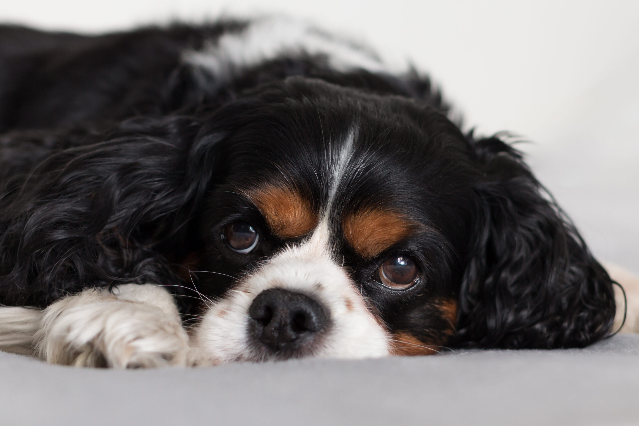 Los 5 mejores perros de juguete: ¡diversión asegurada para tu amigo peludo!