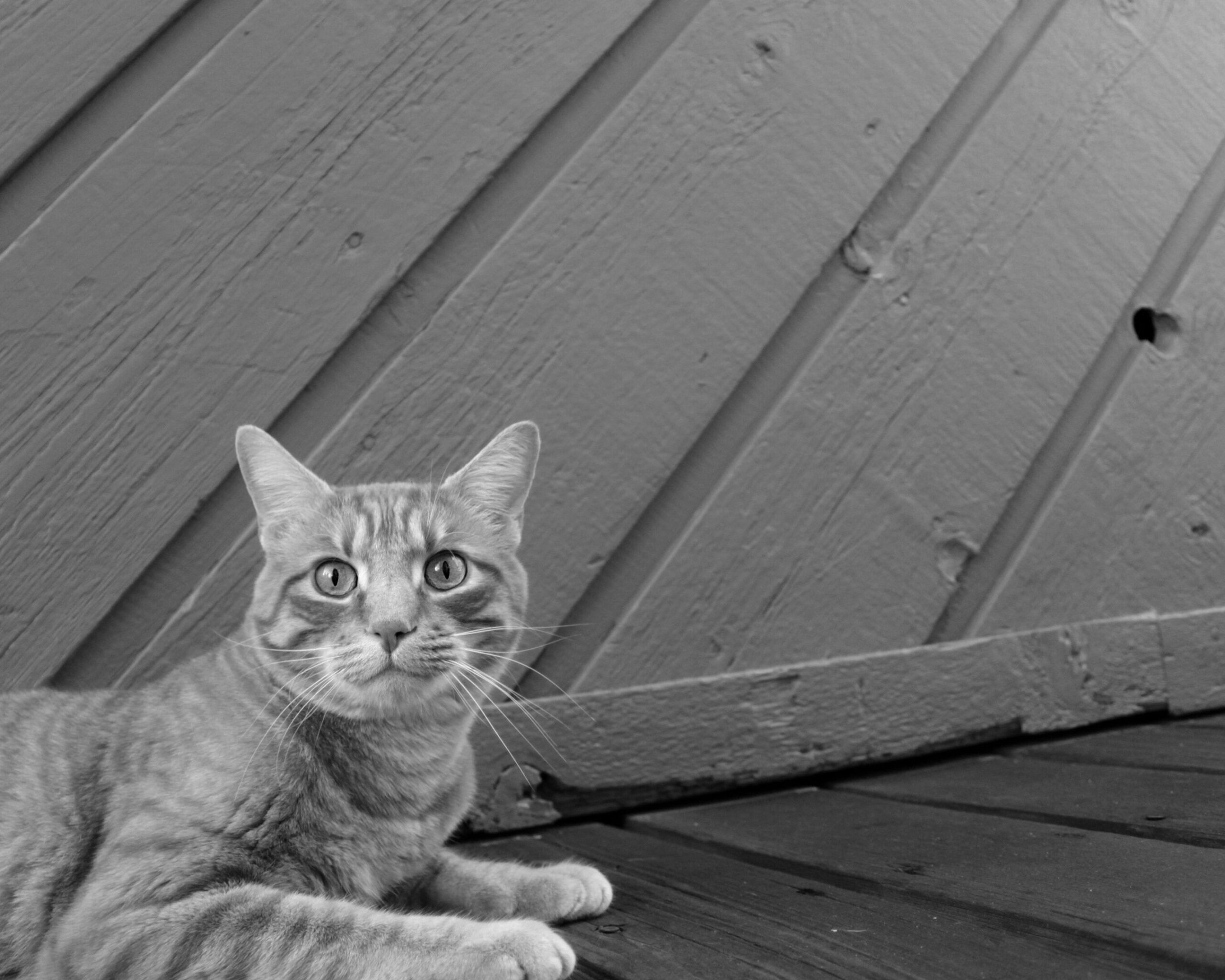 Los mejores juguetes para gatos de Milo: diviértete con tu mascota