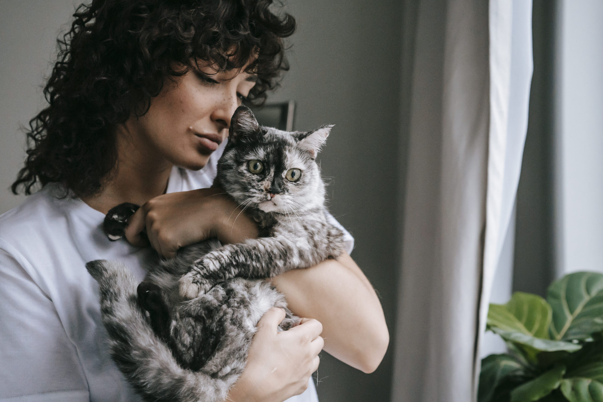 Los mejores juguetes para gatos en Santiago – Divierte a tu felino
