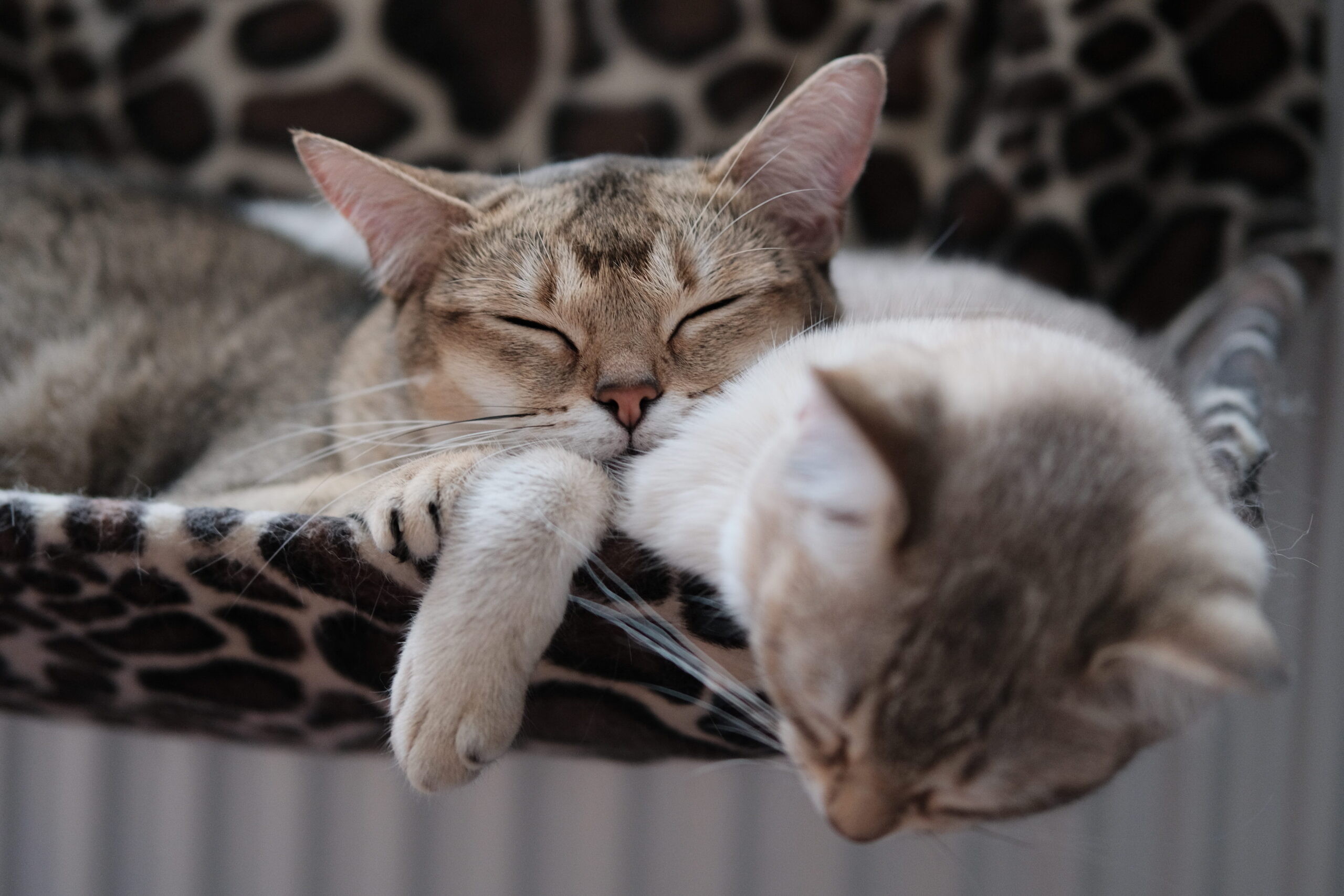 Los mejores juguetes para gatos Falabella: haz feliz a tu felino