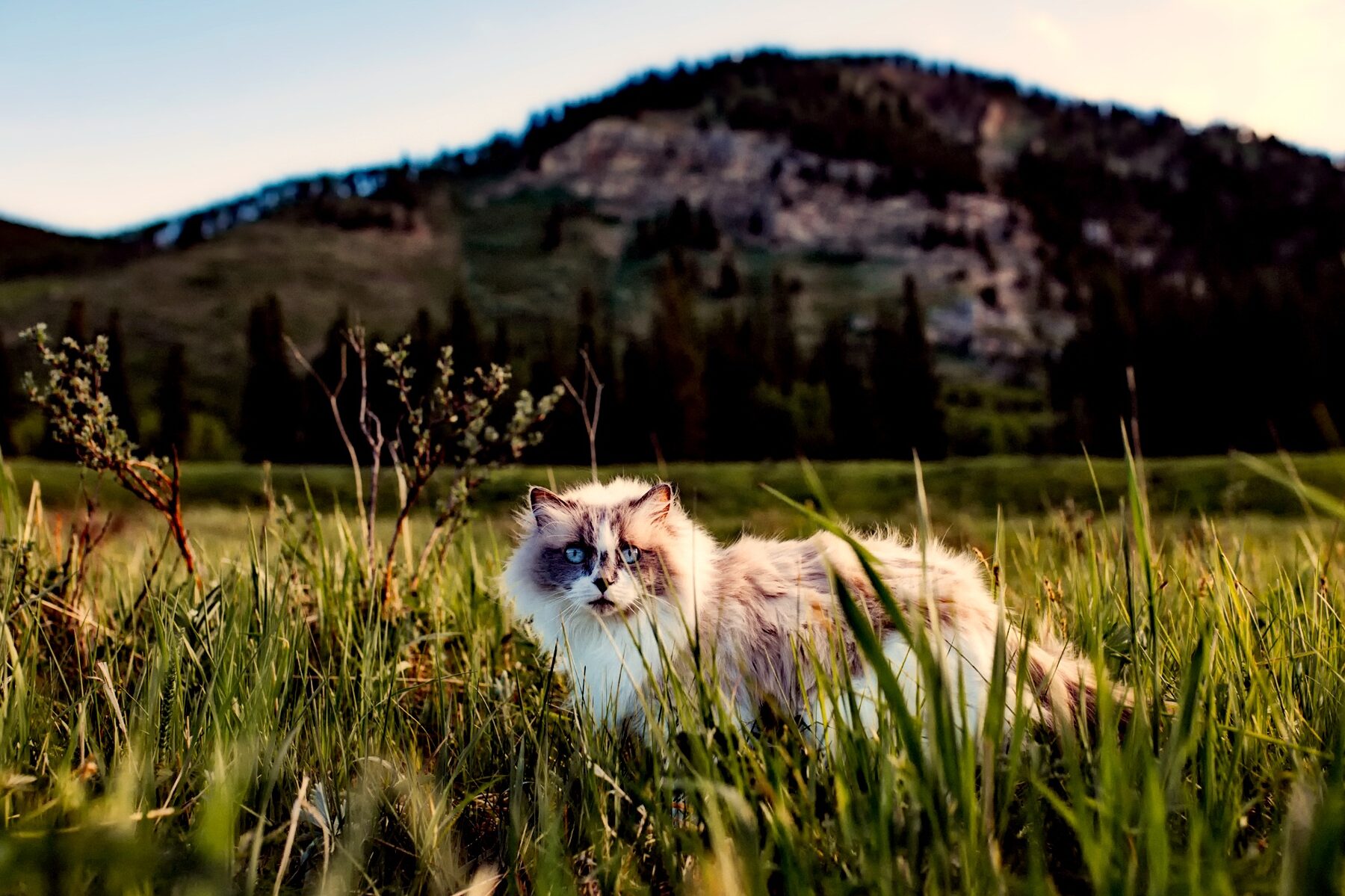 Los mejores juguetes para gatos Liverpool: 10 opciones irresistibles