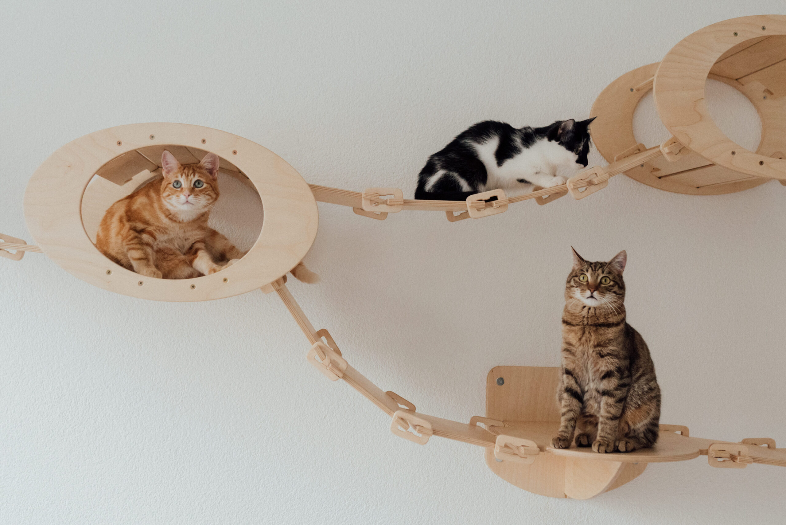 Los mejores juguetes para gatos Trixie: ¡Diviértete con tu felino!