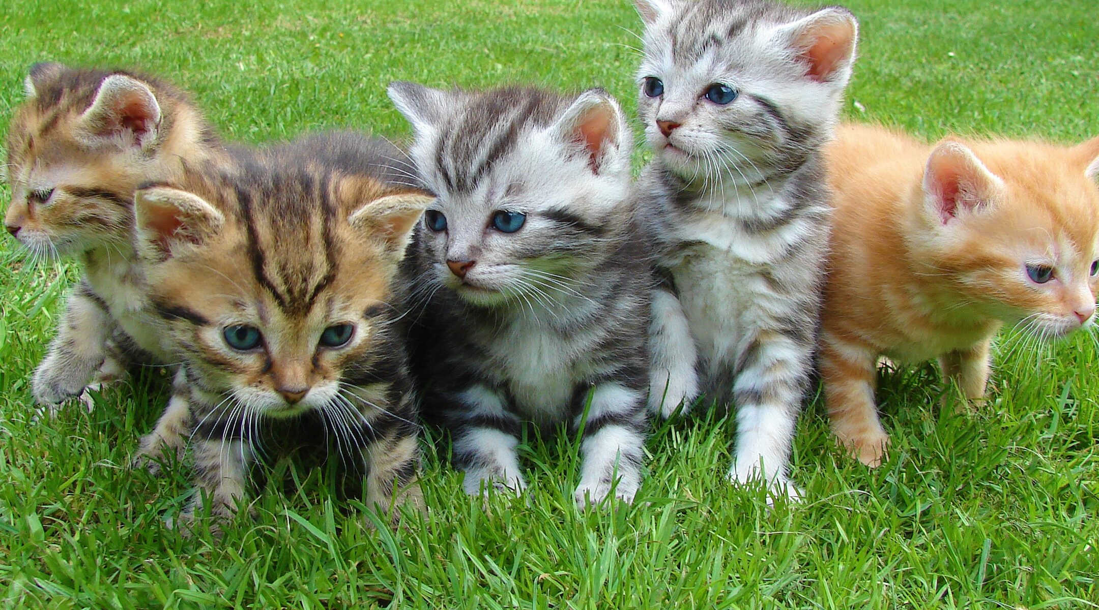 Mejor App de Juguete para Gatos: Entretén a tu Felino en Segundos