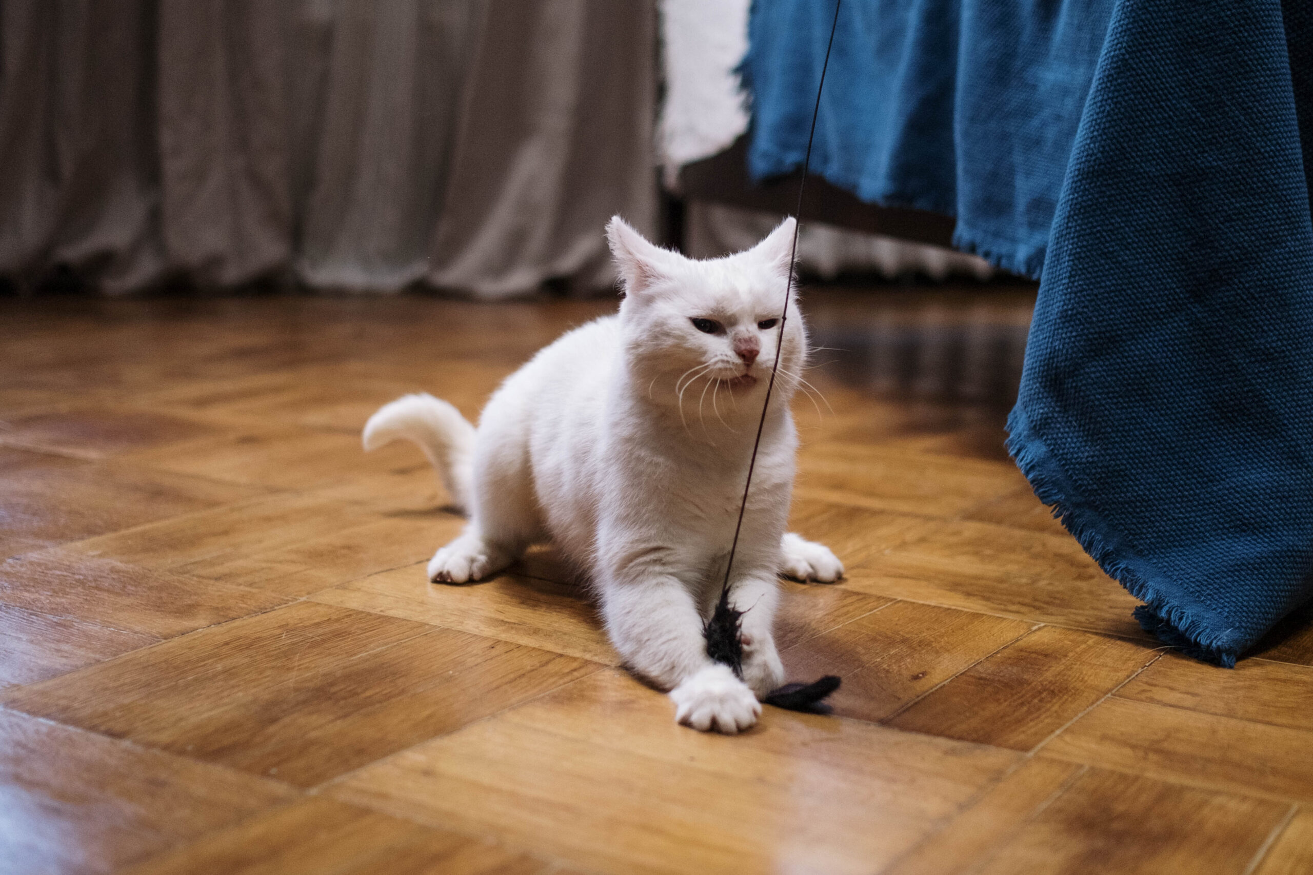 Mejor juguete para gatos con calcetines: divierte a tu felino