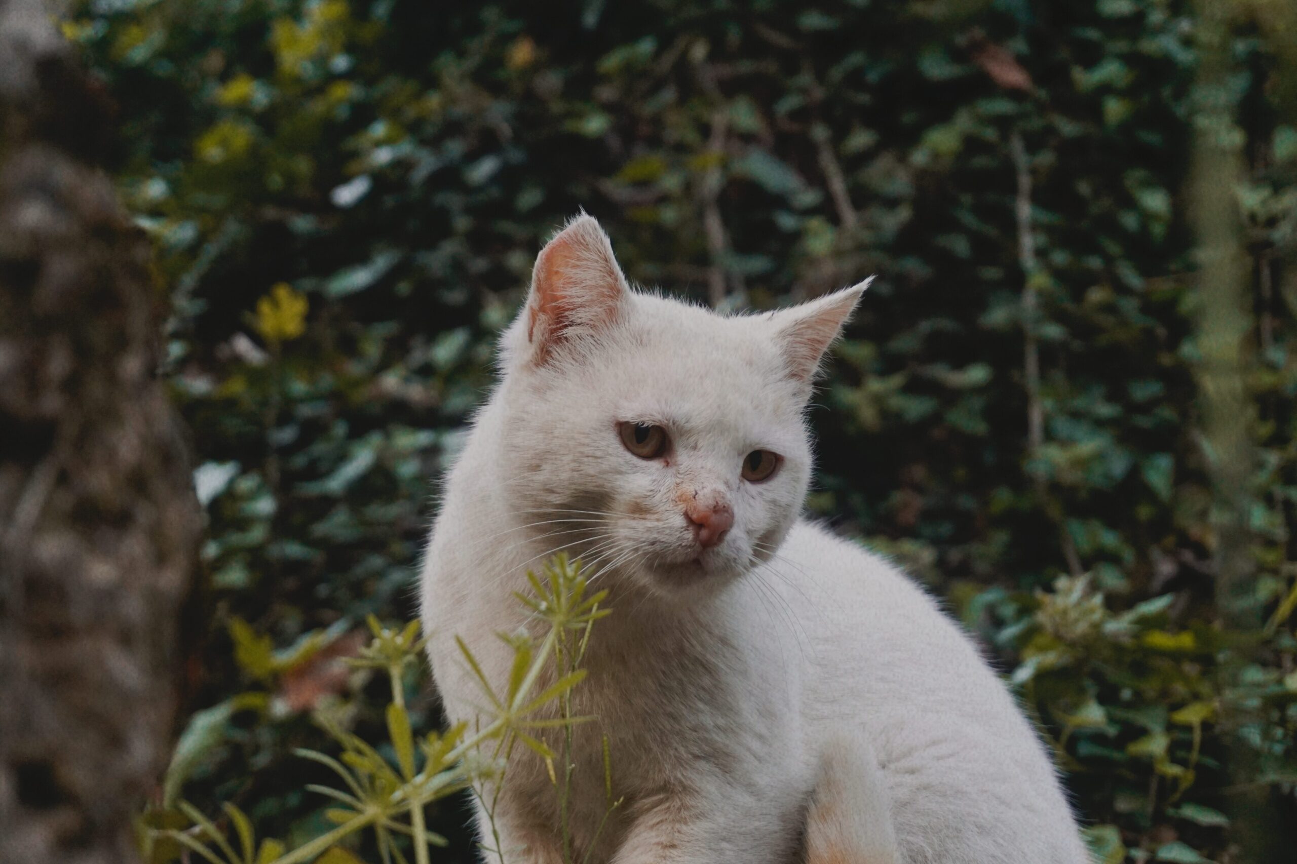 Mejor juguete para gatos: divierte y entretén a tu felino ¡Descúbrelo!