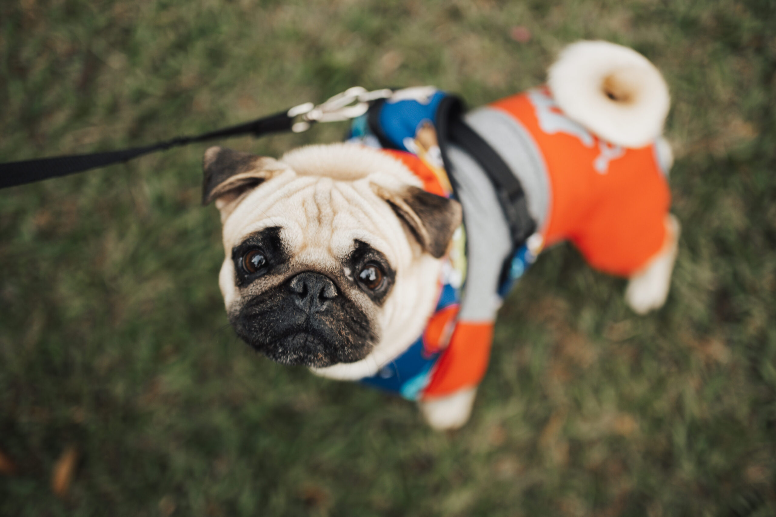 Perro de juguete con correa: La diversión asegurada para tu mascota
