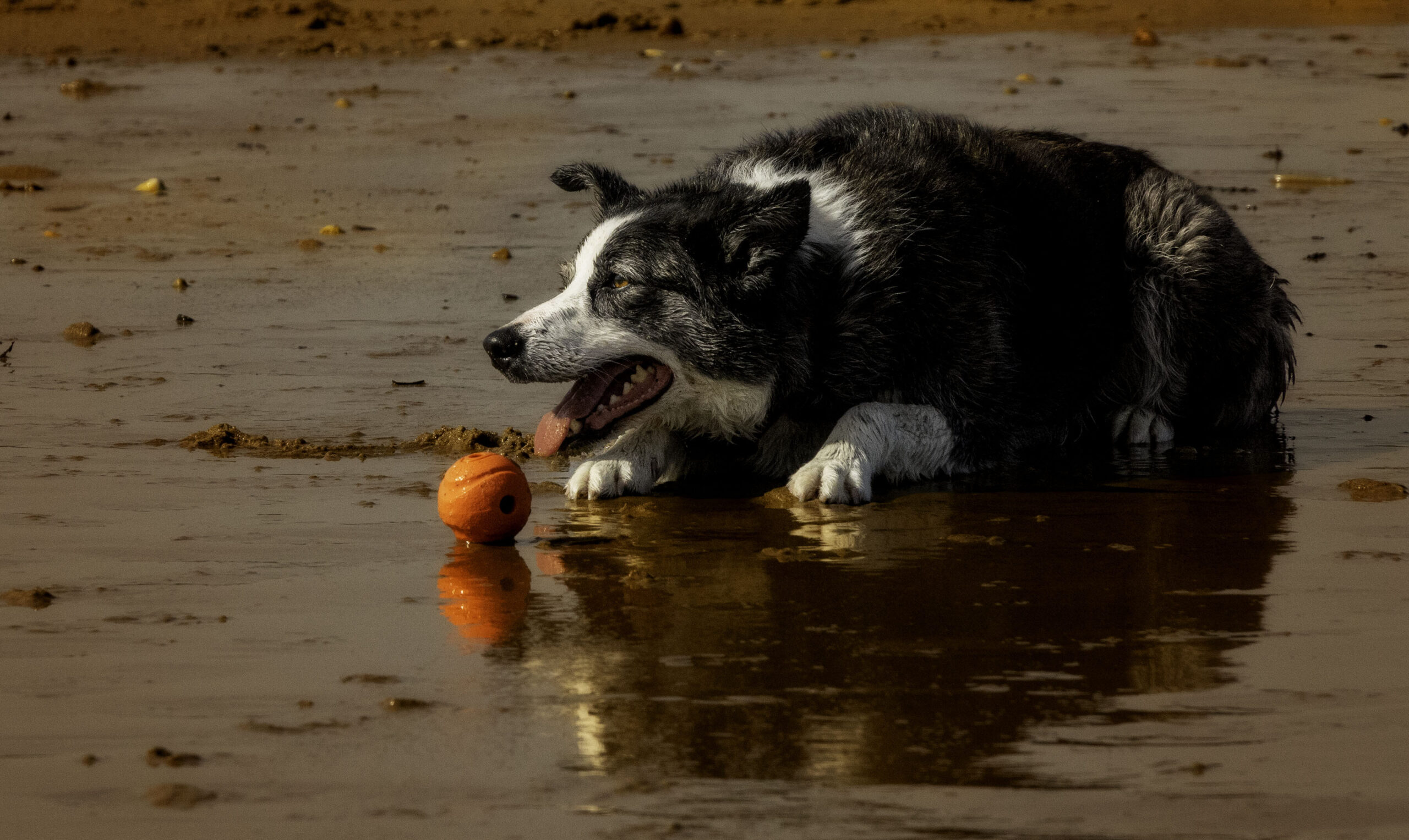 Perro de juguete interactivo: ¡Divertido entretenimiento para tu mascota!