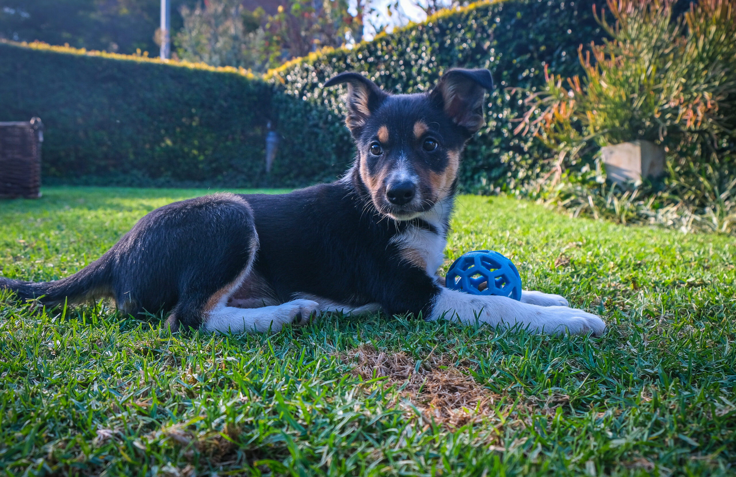 Perro de juguete interactivo: divierte a tu mascota en Colombia