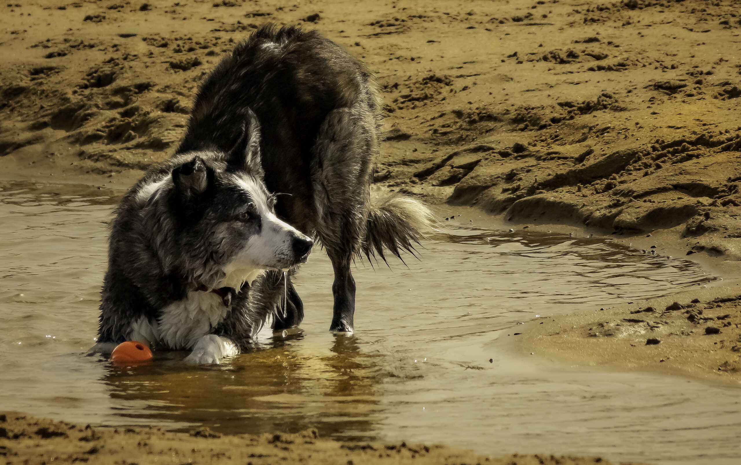 Perro de juguete interactivo: ¡Sorprende a tus hijos con uno que hace caca!