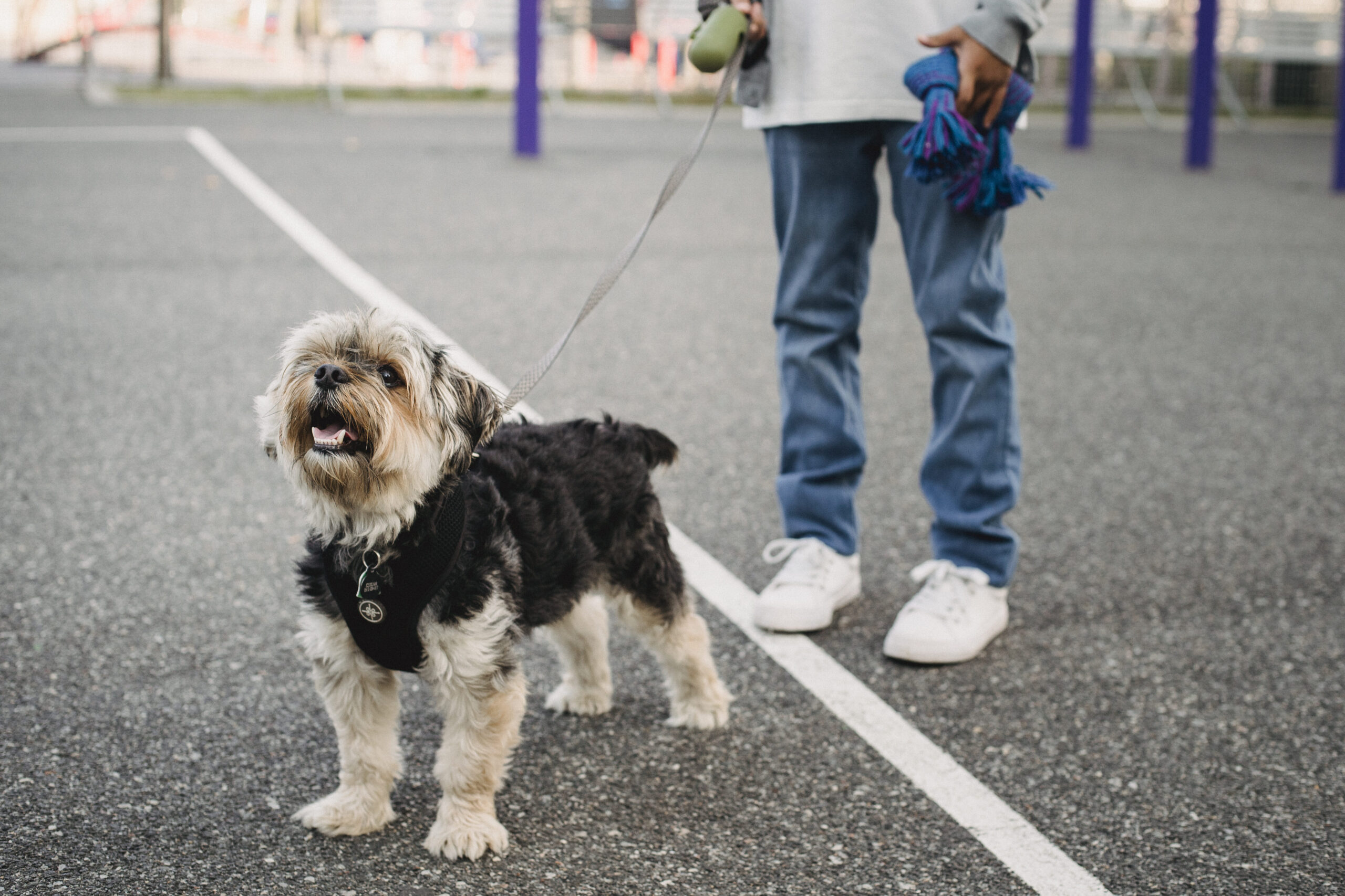 Perro de juguete obediente: Tu aliado para diversión y educación
