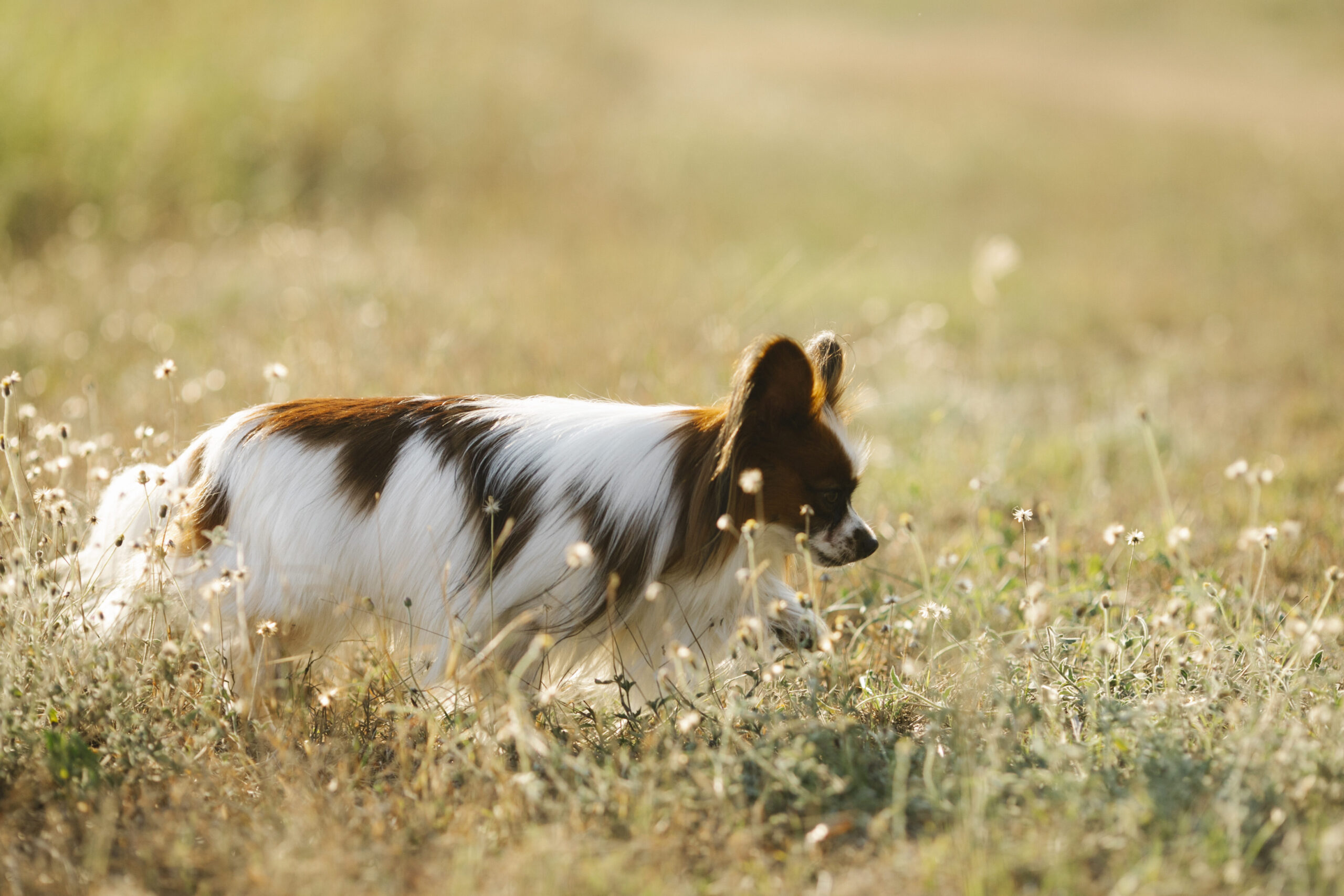 Perro de juguete que orina: Divierte y enseña a tu mascota