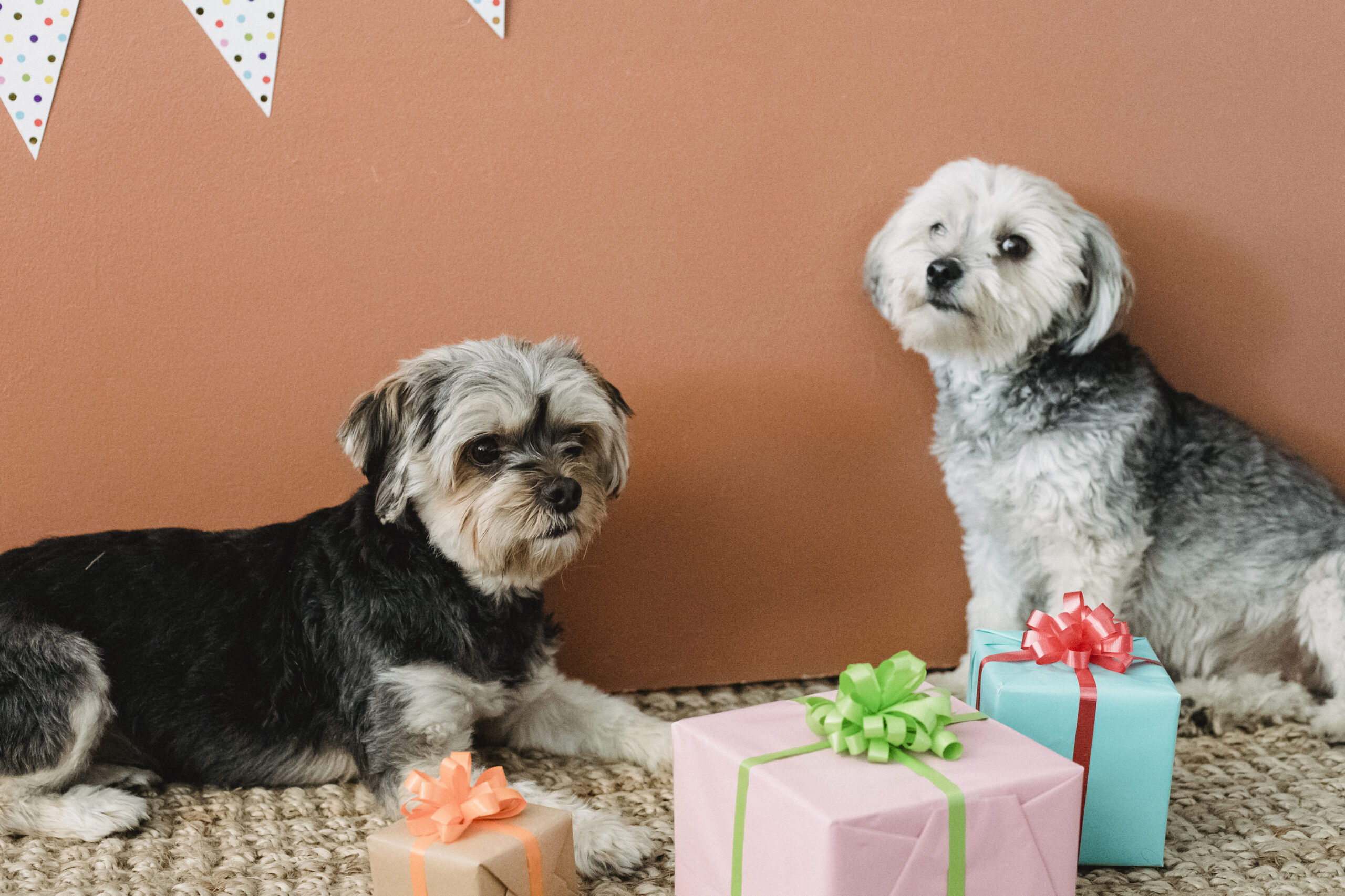 Perros de juguete Hasbro: diversión garantizada para tu mascota