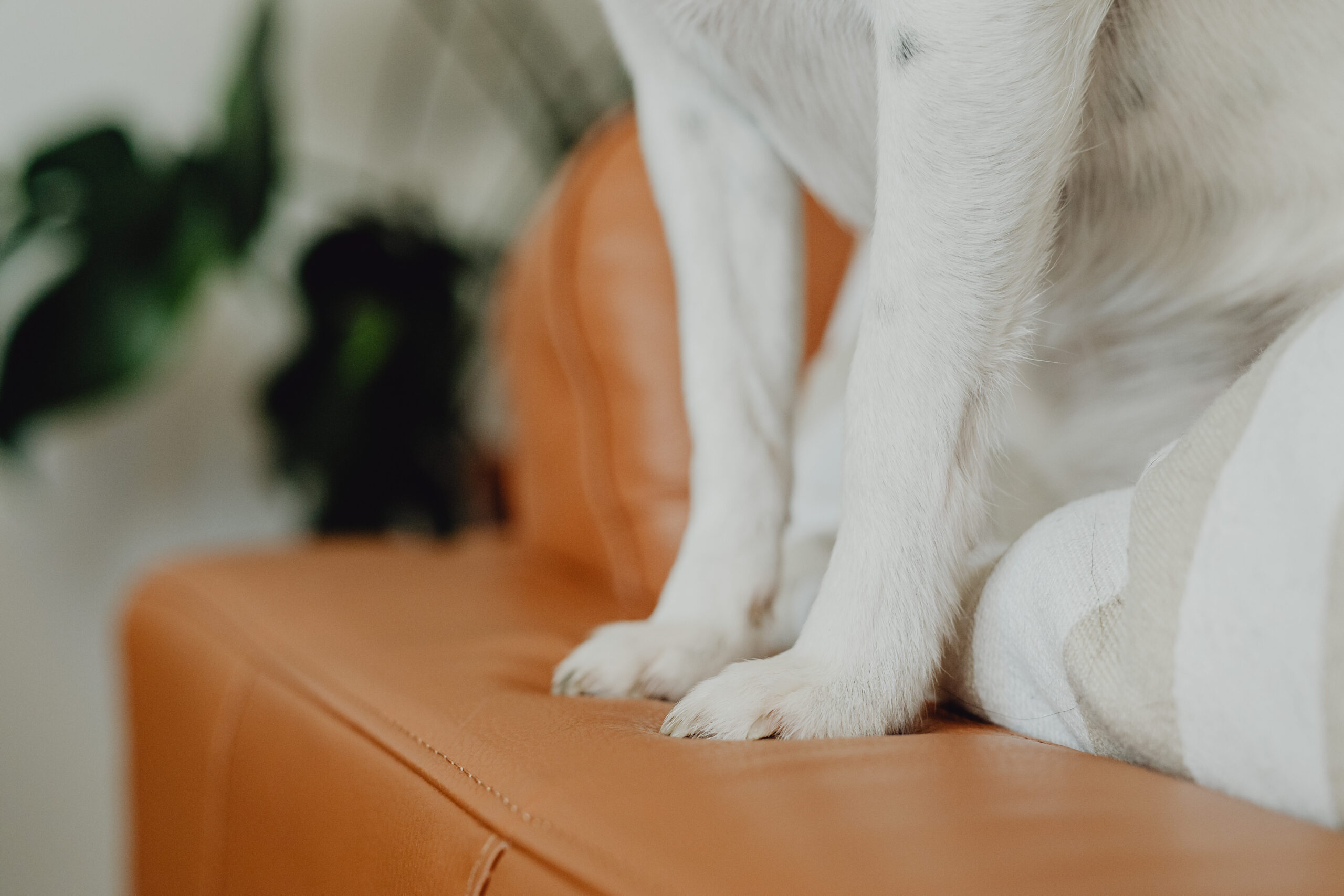 Producto limpiador de patas para perros: Mantén a tu mascota limpia y protegida!